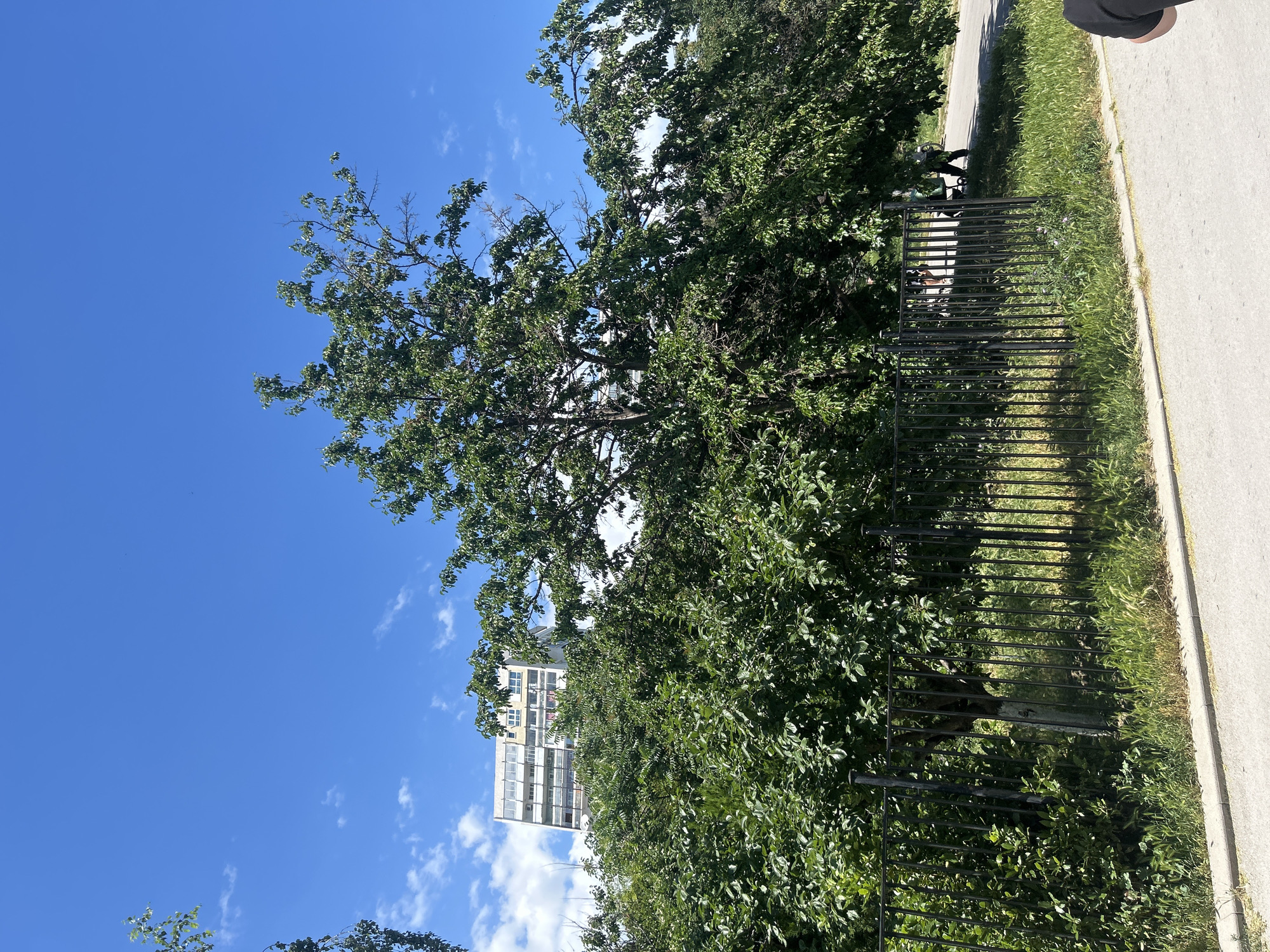 A photograph taken on a clear day in Varna, Bulgaria, shows a residential building in the background behind a row of dense green trees and bushes. A black metal fence runs horizontally across the mid-ground. A paved walkway borders the scene on the right. In the distance, several people are visible walking along a path, some with strollers. The sky is a vibrant blue with scattered white clouds.