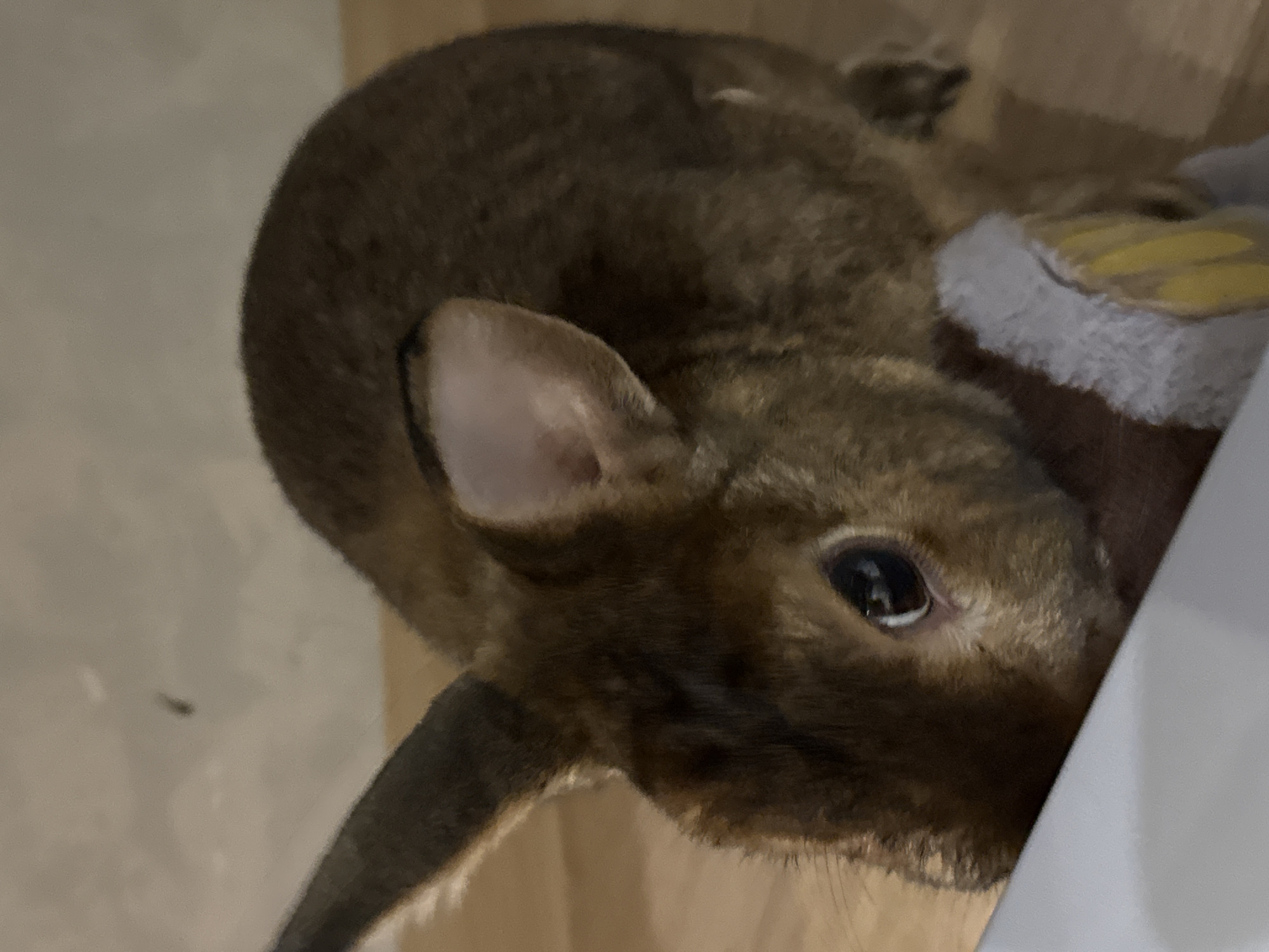 The image shows a close-up, eye-level view of a brown rabbit. The rabbit is positioned in the foreground, with its head tilted slightly downwards. It has large, dark eyes and prominent ears. The rabbit's fur appears to be a mix of brown and darker shades. A small portion of what appears to be a white and yellow object, possibly a toy, is visible near the rabbit's chest. The background is out of focus, with a light-colored, textured wall visible above and a wooden surface below. There is a very faint, dark speck in the upper left portion of the background, which could be an insect. The lighting is dim and appears to be artificial.
There is no information in the image to suggest a specific location within the city of Solikamsk, Russia.