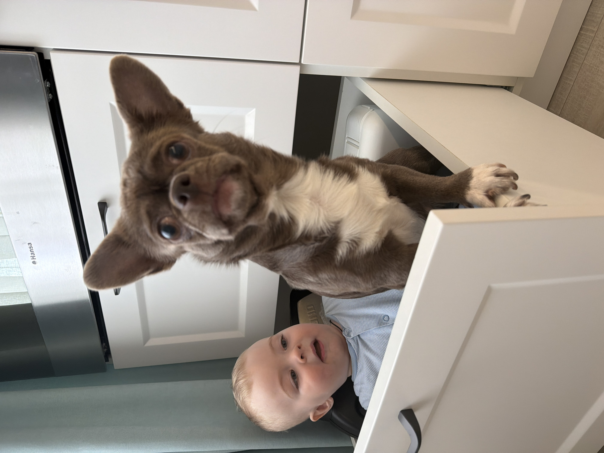 A close-up, rotated view shows a brown and white Chihuahua perched above an open white cabinet drawer. Inside the drawer is a baby wearing a light blue striped shirt, looking upwards. The background includes white cabinets with black handles and a silver appliance labeled "Hansa". The environment suggests an indoor setting, possibly a kitchen. There's no indication of this photo being taken in Votkinsk, Russia.