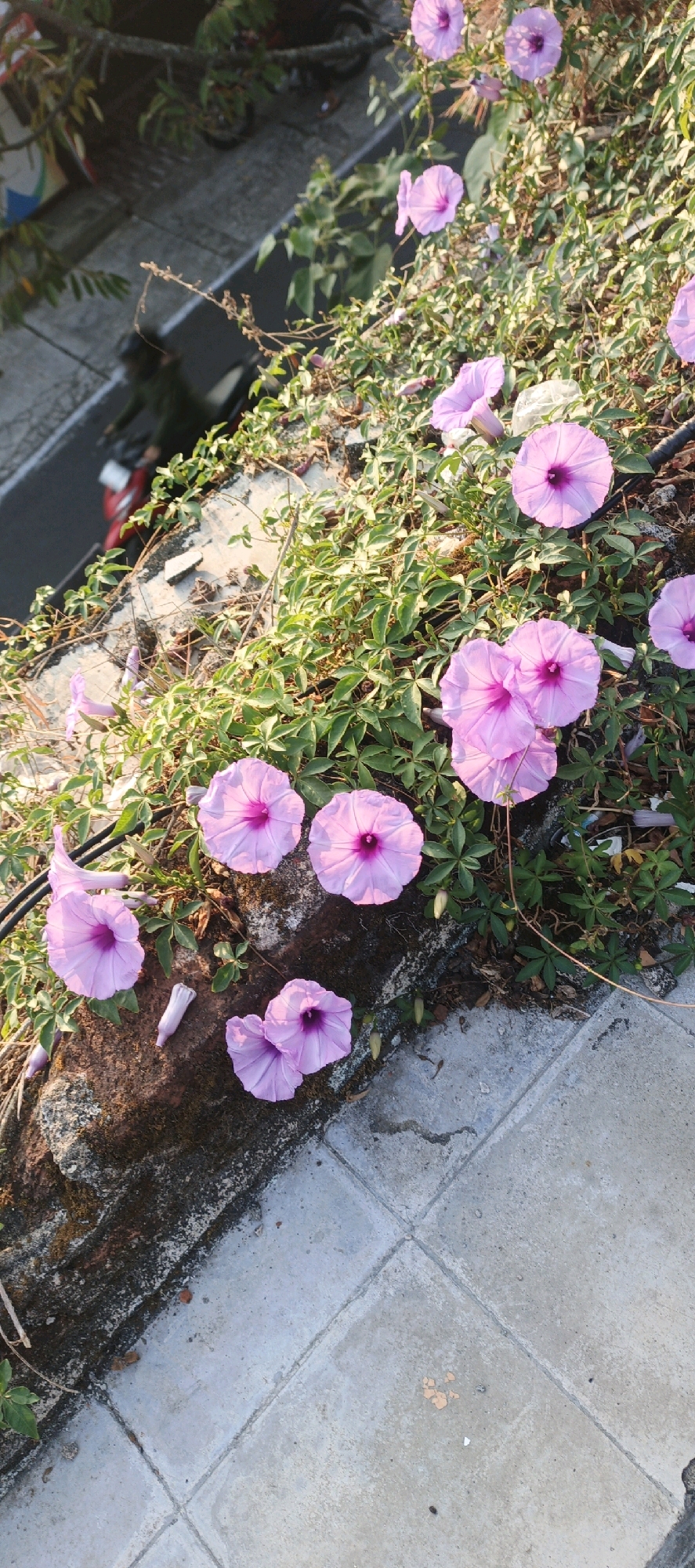 The image depicts a close-up view of several light purple morning glory flowers blooming on a vine. The flowers are in various stages of opening, with some fully bloomed and others still partially closed. The vine is growing over a textured, rocky surface, possibly a wall or embankment, adjacent to a paved area. The background shows a glimpse of what appears to be a street with some traffic, suggesting an urban or semi-urban setting. In the original image, a motorbike and a person on it are visible in the background on the street, indicating movement and activity. The lighting suggests it is daytime, possibly late afternoon due to the warm tones. The location in Salatiga, Indonesia, provides a specific geographical context for this scene, implying the presence of local flora and urban infrastructure common to that region.