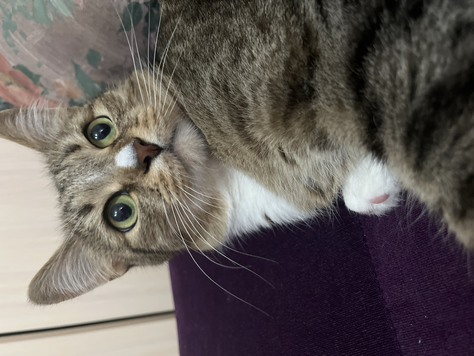A close-up shot captures a tabby cat with green eyes, a white patch on its nose, and white whiskers. The cat is lying on a dark purple surface, possibly a couch or cushion. In the background, a closet door and a floral-patterned surface are visible. The overall lighting suggests an indoor setting. There is no discernible location in the city of Izhevsk, Russia.