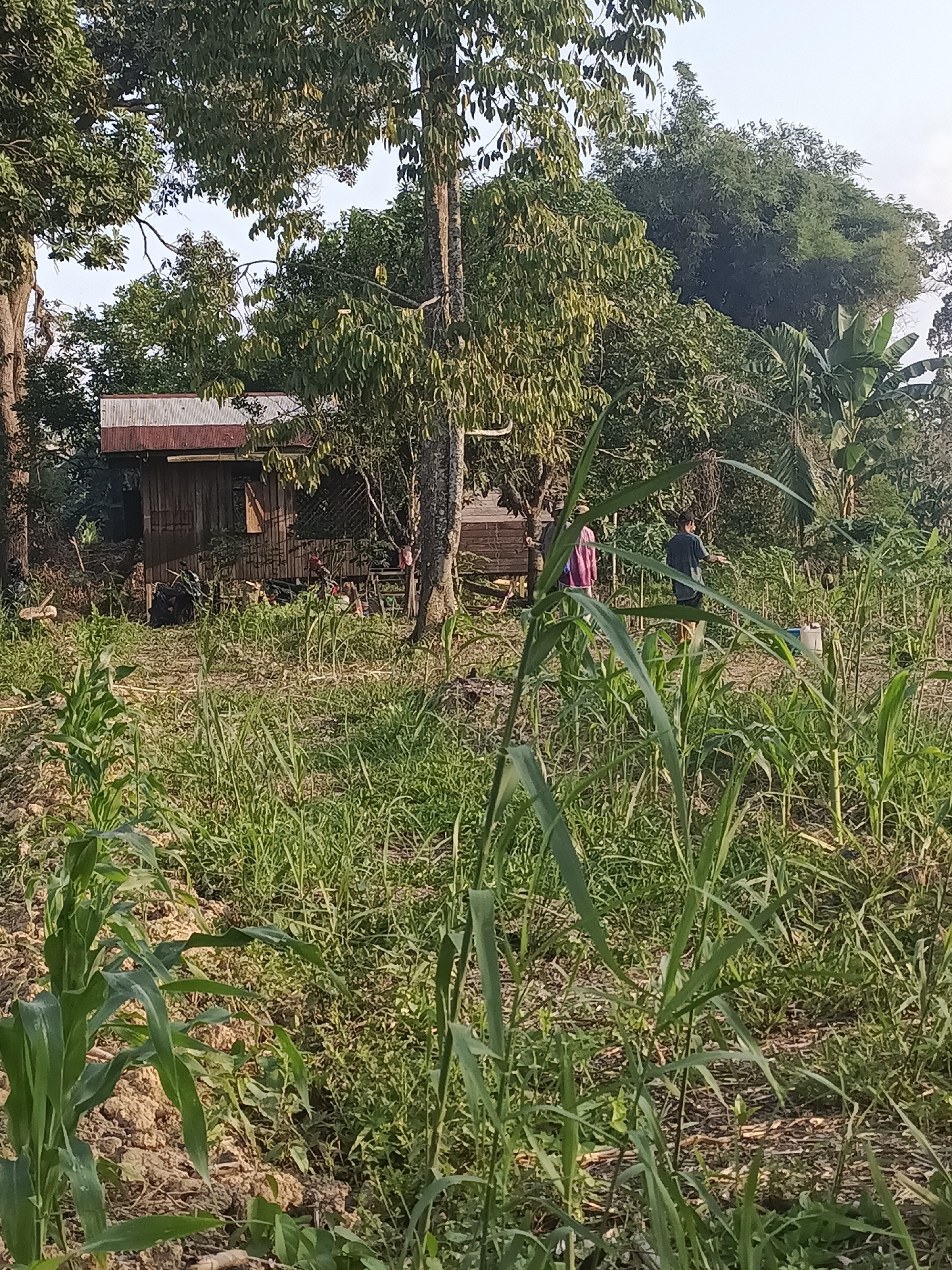 A wooden structure with a corrugated metal roof, possibly a house or shed, is situated amidst lush vegetation in Sangatta, Indonesia. In front of the structure, tall green plants, including what appears to be corn stalks, grow in uneven soil. Two individuals are present in the scene. One person, wearing a dark shirt and shorts, is standing and appears to be interacting with something in the yard. Another person, wearing a pink and blue garment, is partially visible behind them. The environment suggests a rural or semi-rural setting with abundant plant life and clear daylight.