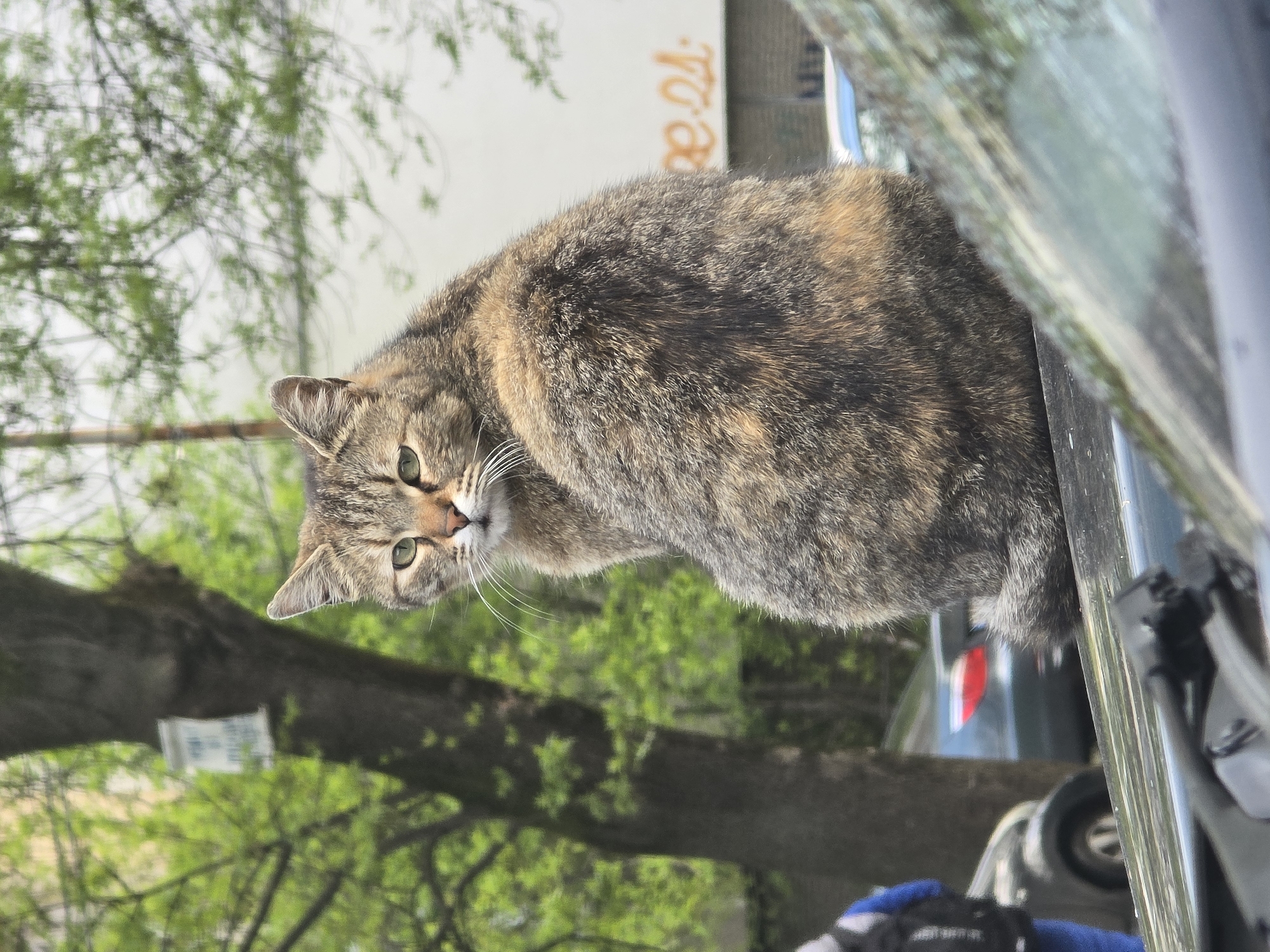 A tortoiseshell tabby cat peers down into the car through the driver's side window. The cat is gray, tan, and black. A blurred background shows trees and a building with orange letters on it. Other parts of a vehicle are visible near the car window. The location appears to be in Sofia, Bulgaria.
