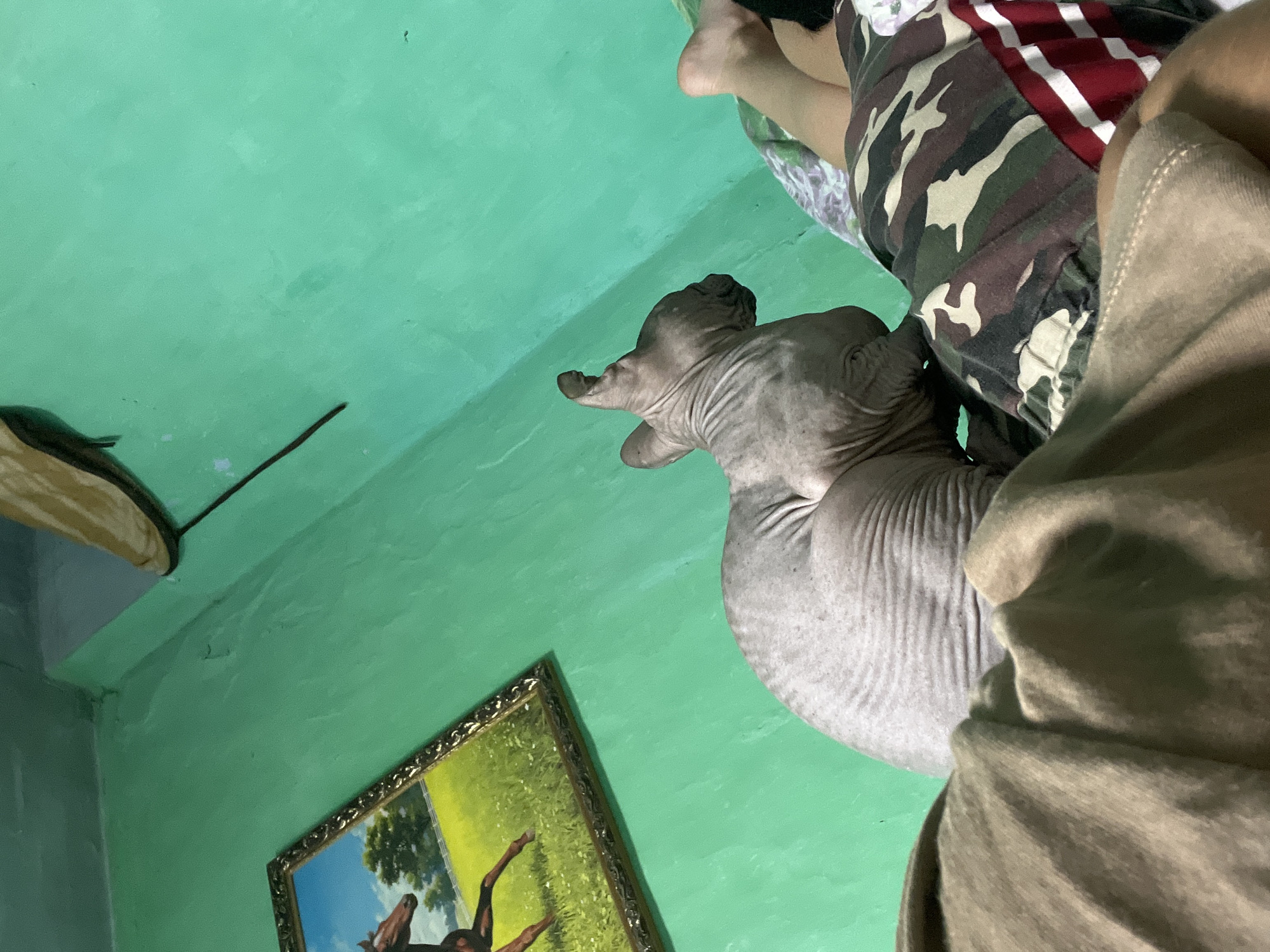 The image shows a sphynx cat lying on a bed next to a person wearing camouflage shorts. The room is painted green and a framed painting of horses is on the wall. A shoe is visible on the ceiling. This image was captured in a bedroom in Nizhny Tagil, Russia.