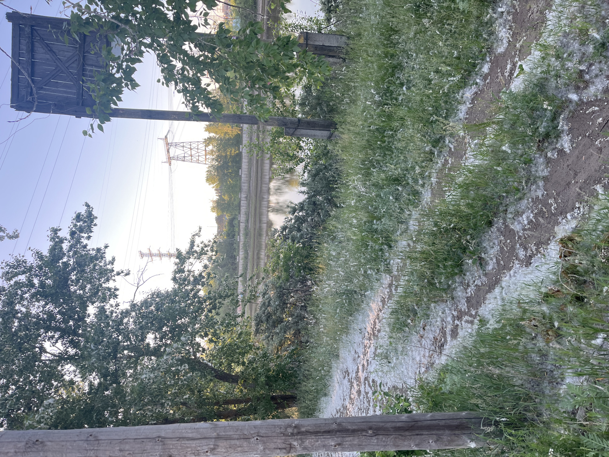 The image shows a dirt path covered in white fluff, likely cottonwood seeds, in a grassy area next to a body of water. There are trees on the left side of the path and a wooden structure and another utility pole on the right. In the background, power lines and towers are visible, along with a concrete retaining wall along the water's edge. The scene appears to be in a semi-natural or park-like setting within the city of Chaikovsky, Russia, possibly near the Kama River. The lighting suggests it is late afternoon or early evening, with soft sunlight filtering through the trees. There are no people or animals visible in the image.