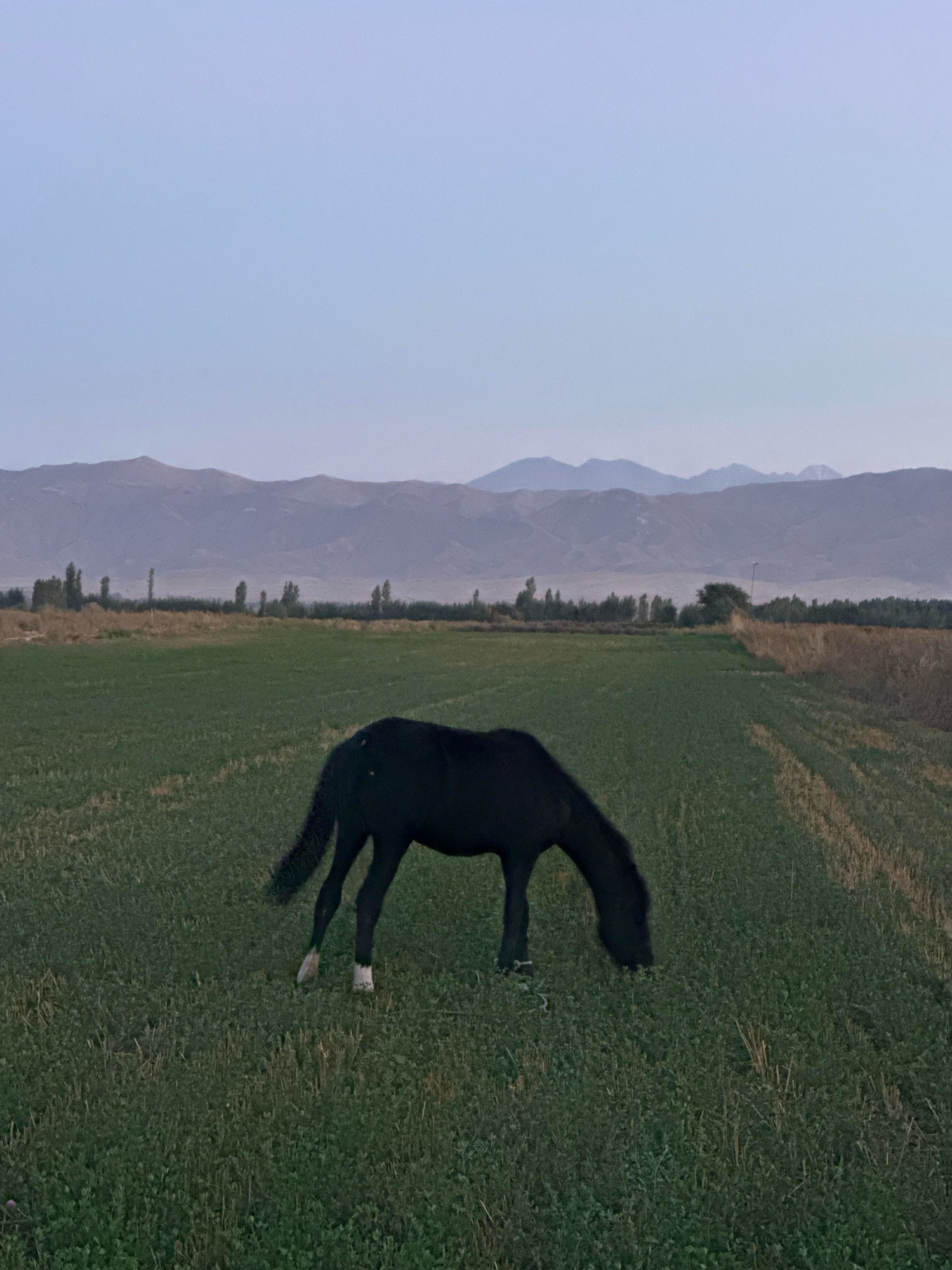 In the outskirts of Tash-Kuduk, Kyrgyzstan, a solitary black horse grazes in a vast, green field. The sky above is a pale, hazy blue, with distant, muted mountains forming a soft silhouette on the horizon. The field is a mix of short green grass and clover, with some dry, golden stubble visible on the right side of the frame, suggesting a recently harvested area. The horse is positioned in the mid-ground, its head lowered to the ground as it eats. Its hind legs are visible, with two of them appearing to have white socks. The overall lighting suggests it is either early morning or late evening. The scene is peaceful and rural.