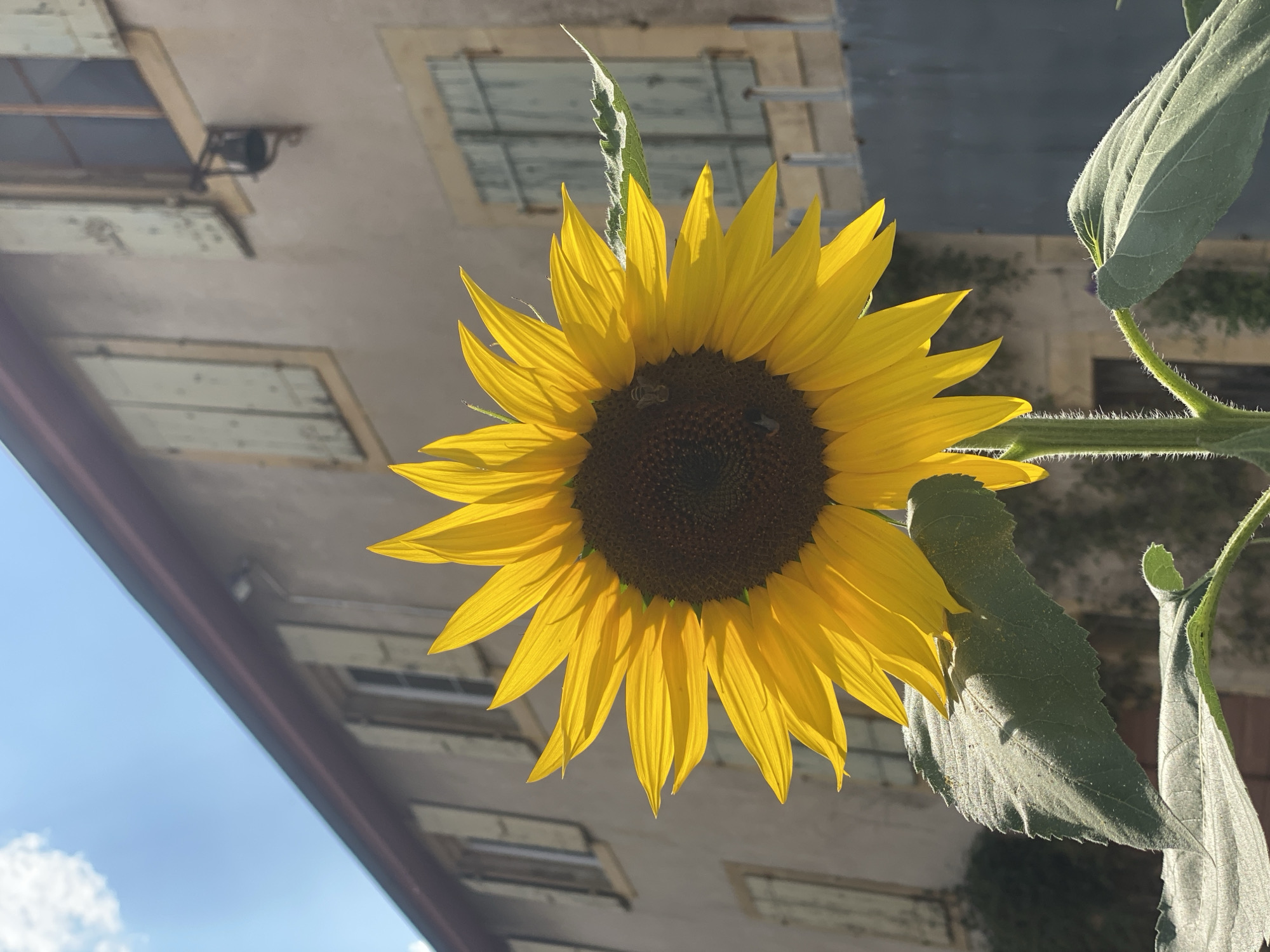 The image shows a close-up of a sunflower with a building in the background. The sunflower's bright yellow petals are illuminated by sunlight, and its dark center is visible. There are two bees on the face of the sunflower. The building behind the sunflower appears to be old, with a neutral-colored facade and light-colored shutters on the windows. The sky is blue with a few white clouds. The overall impression is a peaceful outdoor scene. The specific location in Milvignes, Switzerland is not determinable from the image.