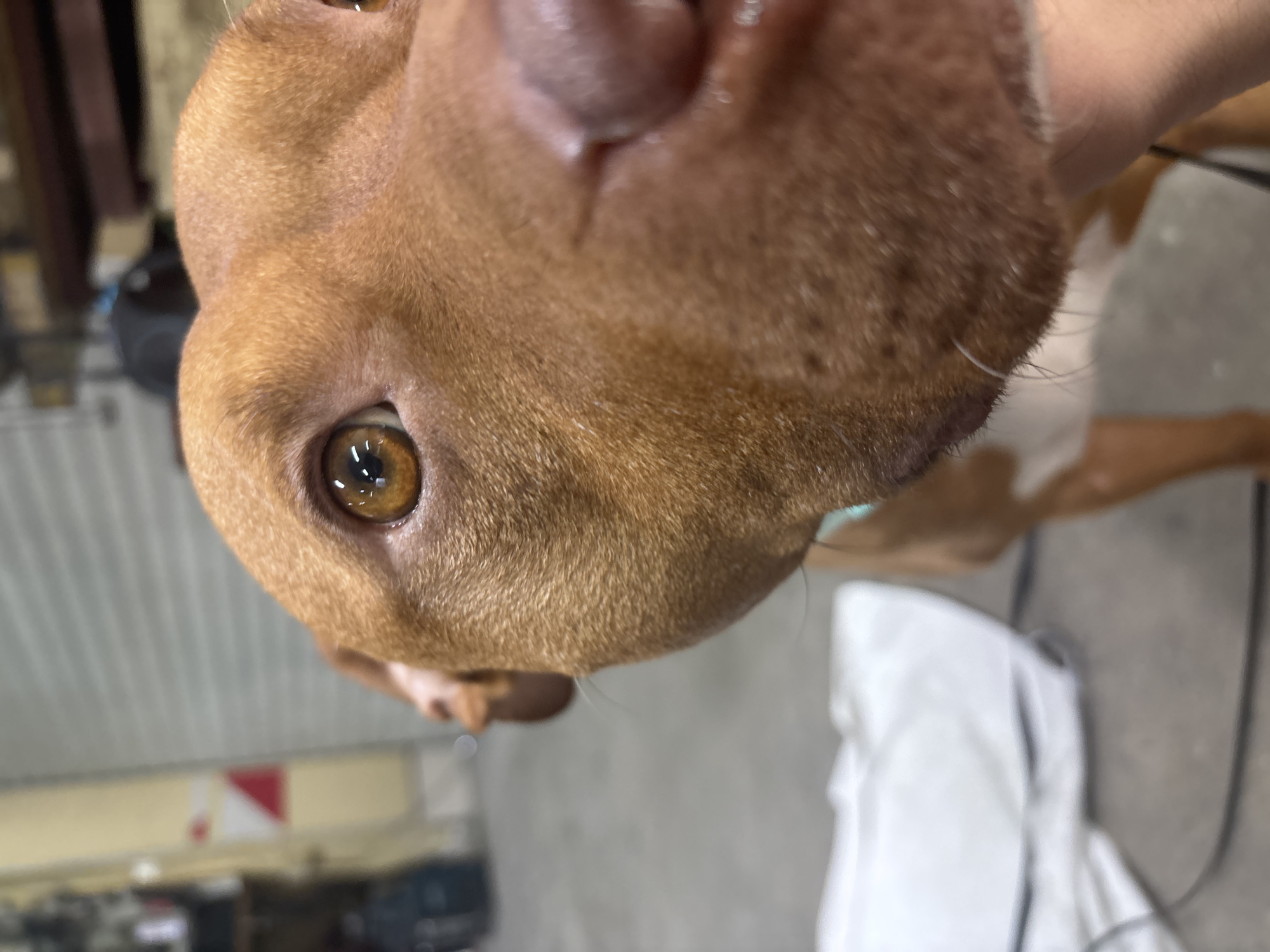 A close-up, distorted view of a brown dog's face, primarily focusing on the snout and left eye. The dog's fur appears short and dense. The background is blurry and features a concrete floor, a white cloth, and indistinct shapes, possibly suggesting an interior space such as a garage or storage room. No definitive features allow identifying the location as Sofia, Bulgaria. No people are visible. The only interaction is between the camera and the dog.
