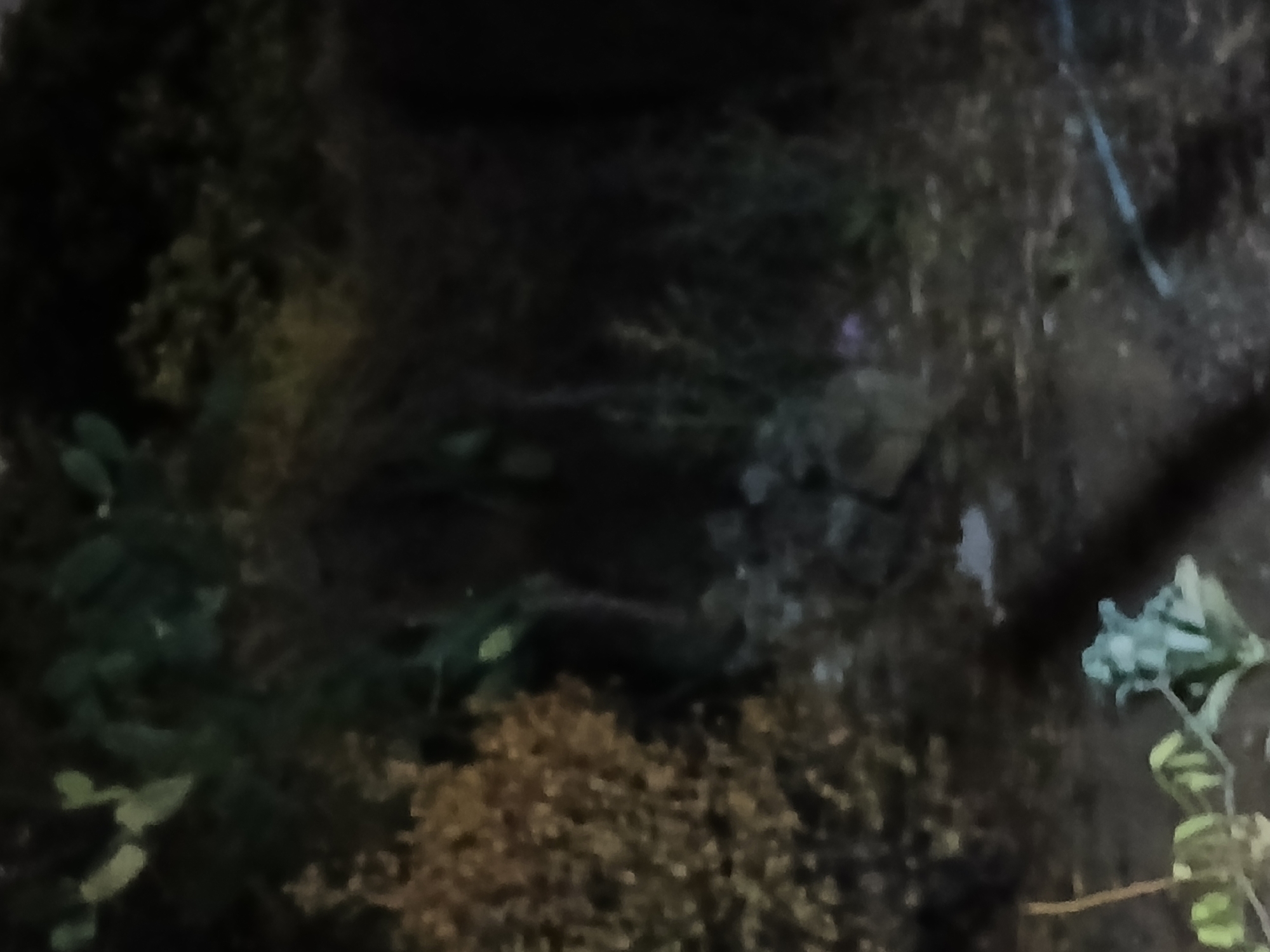The image depicts a dimly lit outdoor scene at ground level. In the foreground, to the left, a leafy plant with light green leaves and a thin stem is visible. Further to the right, a rough, greyish-green plant with a star-like structure emerges from the soil. The ground is covered in dirt and small stones. In the mid-ground, there is a cluster of rocks and debris, suggesting an unkempt area. Behind the rocks, various plants and foliage are present, appearing dark and out of focus due to the low light conditions. The background consists of more dense vegetation, also dark and indistinct. The overall impression is of a natural or semi-natural outdoor space, likely in a park or undeveloped area. No individuals or discernible human activity are present in the frame.