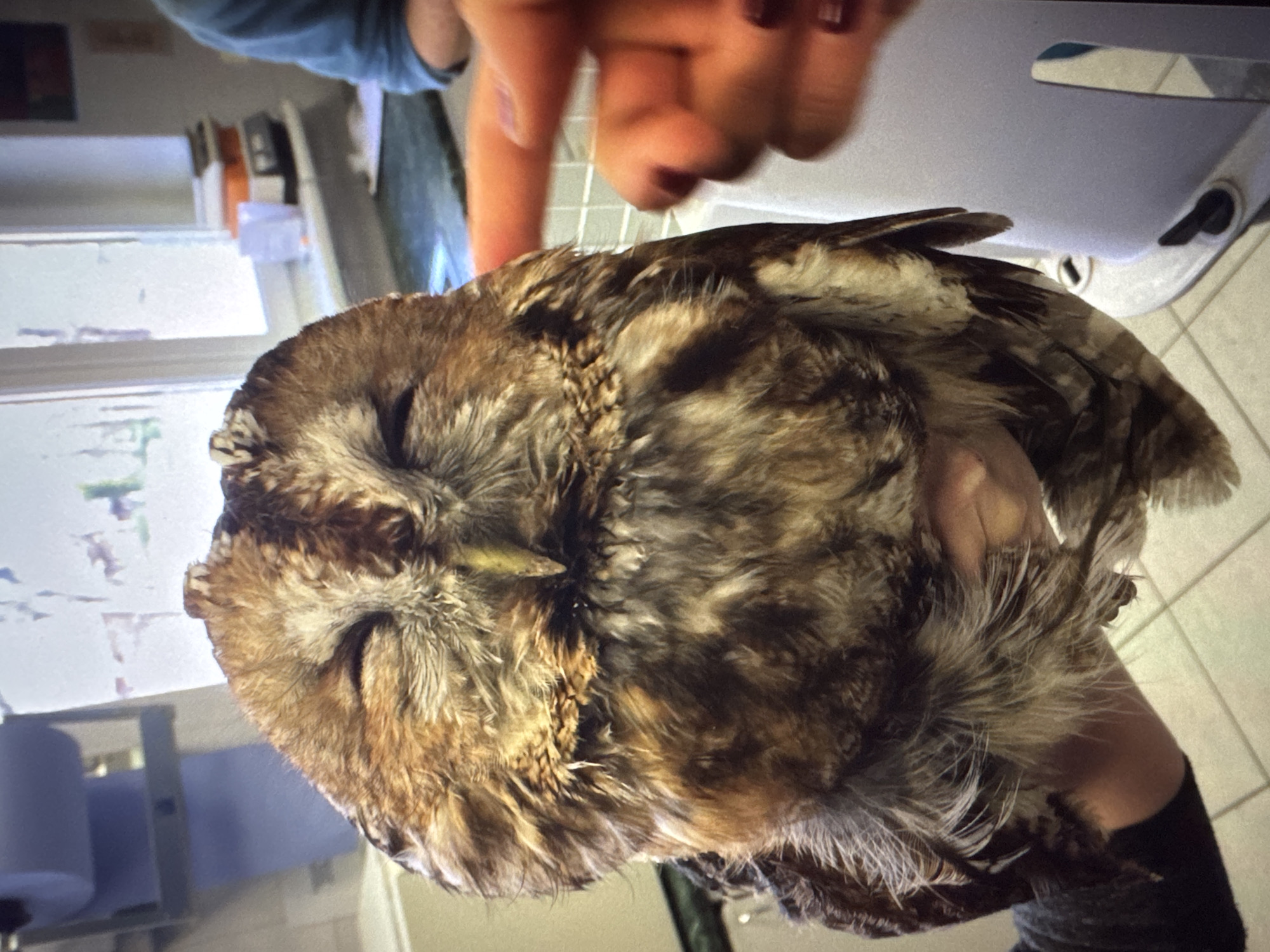 The image shows a close-up of a tawny owl being held by a person's hands. The owl's eyes are closed, and its feathers are a mix of brown and white. The background appears to be an indoor setting, possibly a kitchen or laboratory, with a window, counter, and a roll of paper towels visible. Another person's hand is reaching towards the owl from the right side of the frame. The scene does not provide any information about the city of Riga, Latvia.