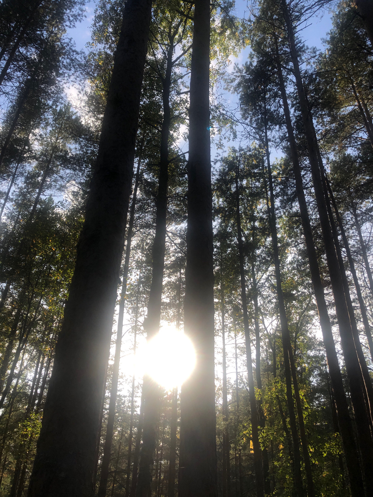 The image captures a low-angle perspective looking up through a dense forest of tall coniferous trees. Sunlight streams through the canopy, creating a bright flare in the center of the frame and illuminating the needles and branches. The sky is visible through the gaps in the trees, appearing a pale blue. The foreground is dominated by the dark, textured bark of a large tree trunk on the left, with other tree trunks receding into the background. Some leaves and branches are visible, catching the sunlight and appearing in shades of green and yellow. The scene is characteristic of a forest environment, likely a natural setting. The location specified is Solnechnoye, Russia. There are no people or animals visible in the image. The overall impression is one of natural beauty and the power of sunlight filtering through a forest.
