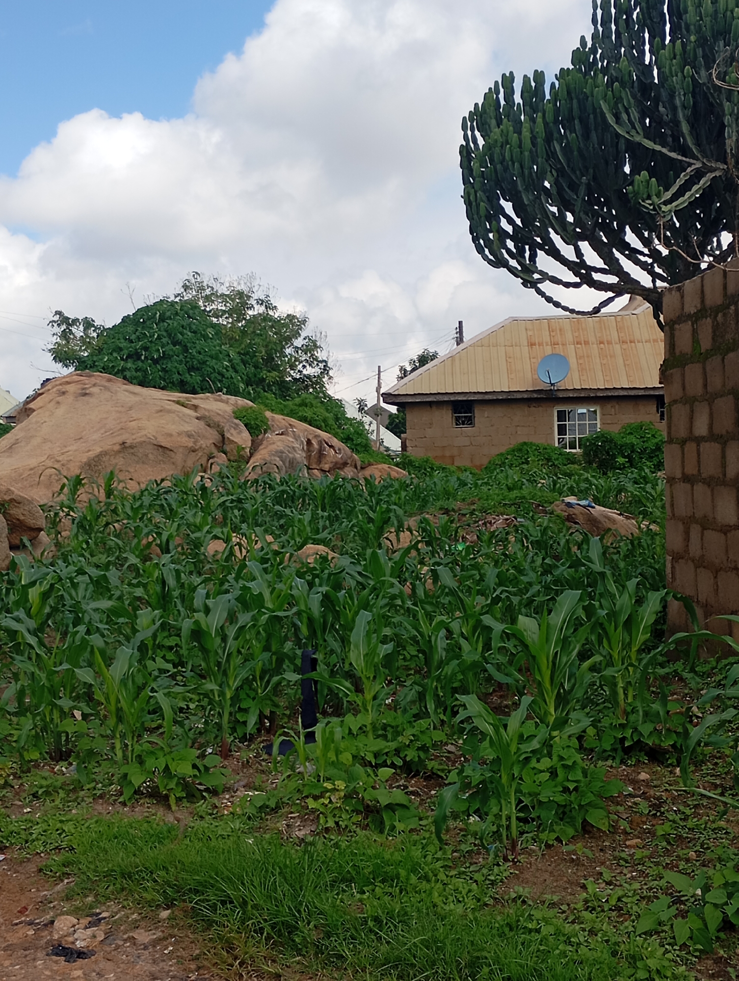 The image depicts a rural scene in Jos, Nigeria, characterized by lush vegetation and a rustic dwelling. In the foreground, a dense field of young corn stalks dominates the landscape, with patches of grass and scattered debris on the ground. Beyond the corn, a large, weathered rock formation rises, topped with verdant greenery. A modest, single-story building constructed from rough-hewn stones and featuring a corrugated metal roof is visible in the middle ground. A blue satellite dish is affixed to the roof, and windows are visible on the facade. To the right of the house, a tall, branch-like cactus grows beside a brick wall. The sky above is a mixture of blue and fluffy white clouds, suggesting fair weather. The overall impression is one of a developing rural area, with agriculture and simple dwellings coexisting with natural rock formations and abundant plant life.