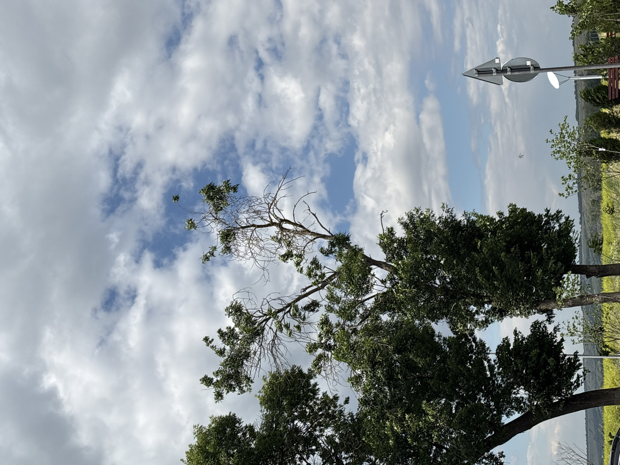 The image depicts an outdoor scene with a prominent view of the sky filled with scattered clouds. In the foreground, a portion of a tree with lush green leaves is visible on the left side, extending upwards. To the right of this tree, another tree with sparser foliage and visible dry branches is seen, also reaching towards the sky. The background features a landscape with yellow vegetation, hills, and a road or path. A traffic signpost with multiple signs is positioned on the right side of the image, along with a street lamp and a bench. The scene suggests a rural or semi-rural environment under a partially cloudy sky. There are no people or visible actions occurring in the frame. The location is identified as Mikhaylovsk, Russia.