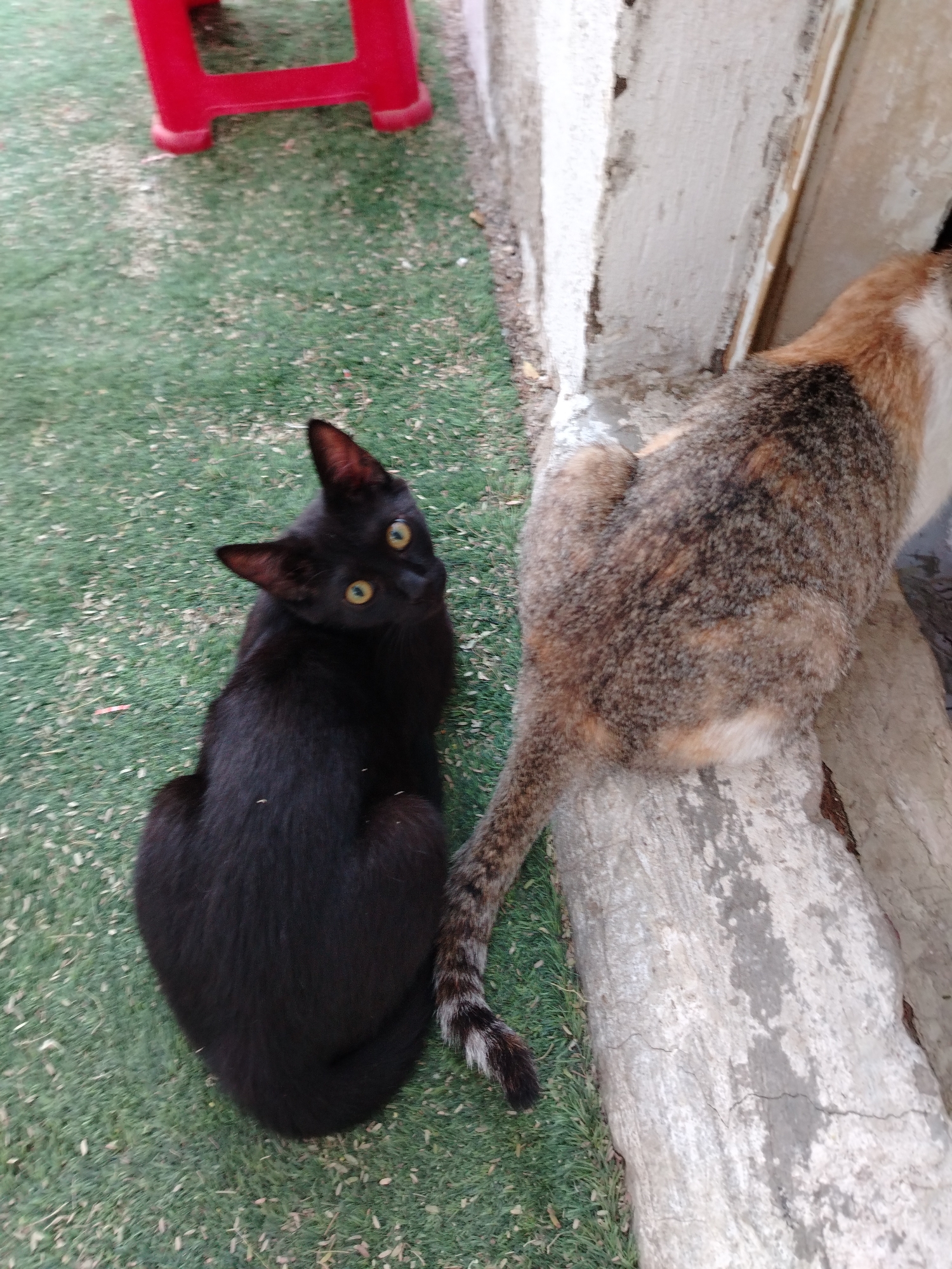 The image shows two cats, one black and one calico, outside a building. The black cat sits on a green, grassy surface, looking up towards the camera. The calico cat sits on a concrete ledge next to the building. A red plastic chair is visible in the background. The location is Al Mas'oudi, United Arab Emirates.
