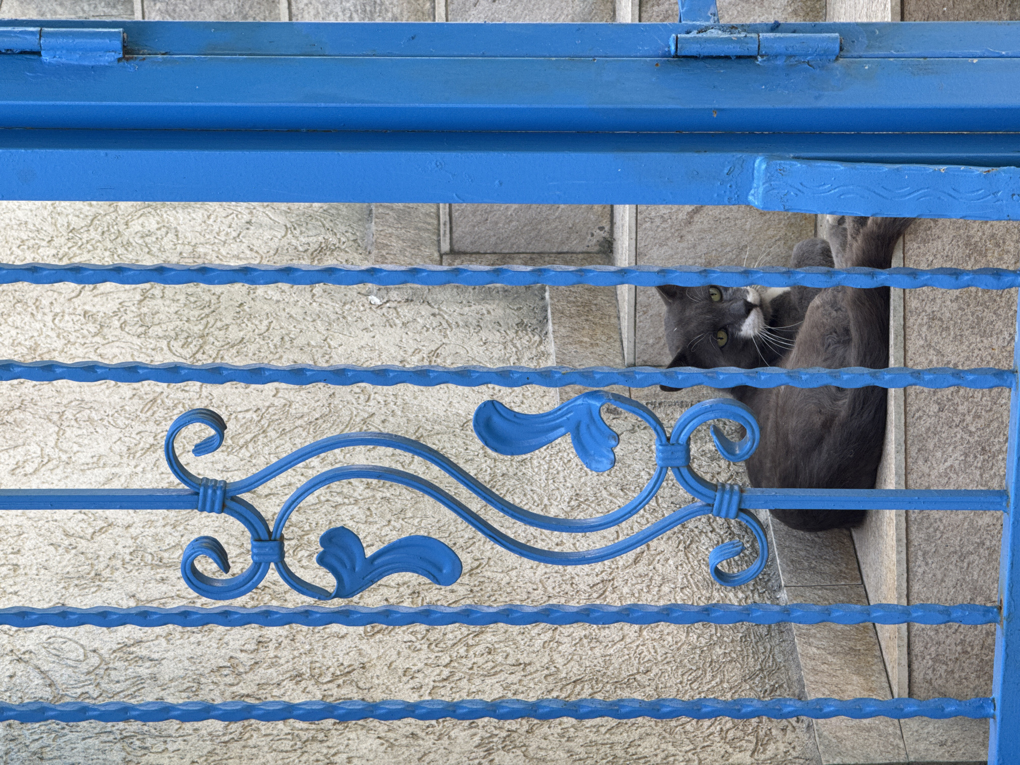 A grey and white cat is peeking through a bright blue metal gate. The cat's face is visible, with bright green eyes and white whiskers. Its body is mostly hidden behind the gate, but its paws are visible resting on the top bar of the gate. The gate has a decorative scroll pattern in the middle. The background appears to be a textured wall or ground, possibly made of stone or concrete. The lighting suggests it is daytime. The scene is likely outdoors, possibly in a courtyard or garden. The cat appears alert and curious. No text is visible in the image.