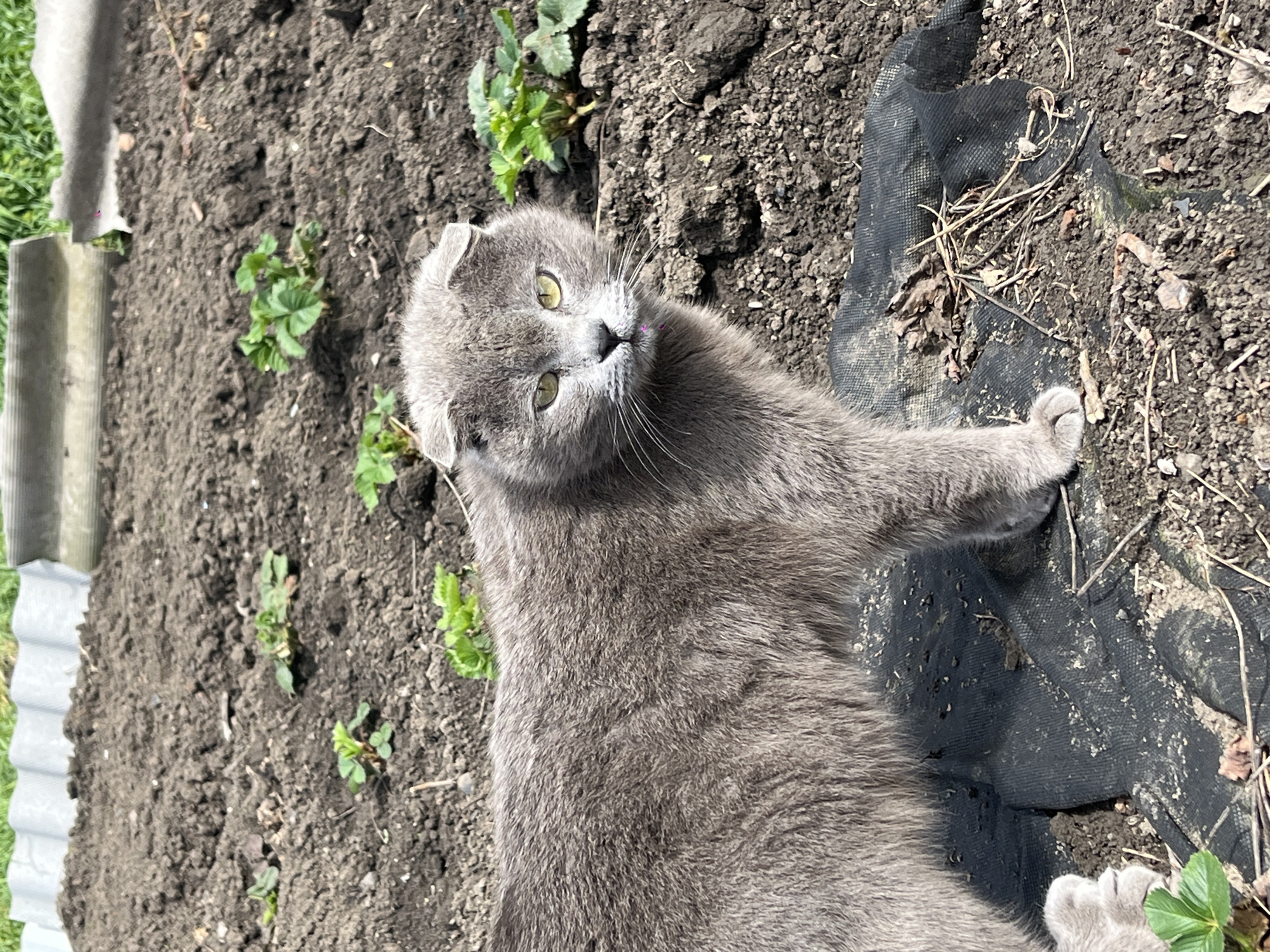 A gray cat with folded ears is lying in a garden. The cat has yellow eyes. The garden has soil, grass, and a black tarp. The location is Novopokrovskaya, Russia.