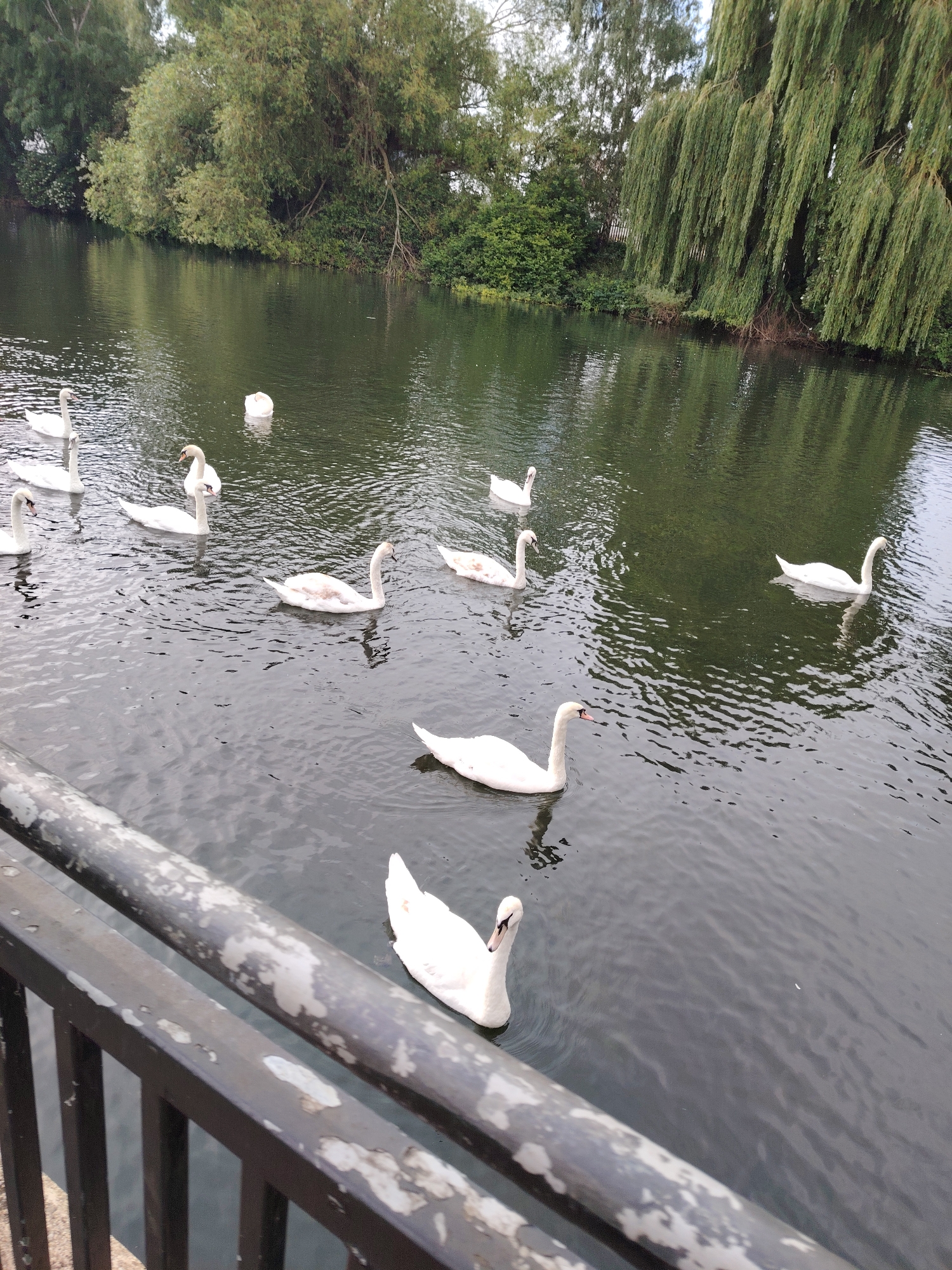 This image captures a segment of a waterway in the city of Peterborough, United Kingdom. The foreground features a black metal railing exhibiting significant paint degradation, with numerous white and grey patches, extending diagonally from the lower left towards the lower right. The dark, rippled water occupies the central and mid-ground sections of the frame. Swimming within this water are numerous swans, predominantly white, positioned at various depths and orientations. One swan in the mid-right exhibits mottled grey-brown plumage. The far bank is densely covered with green vegetation and trees. The left side of the bank shows a variety of trees, while the right side is dominated by a large weeping willow with long, drooping branches extending towards the water's surface. The scene is illuminated by diffused, overcast lighting. No human figures are visible.