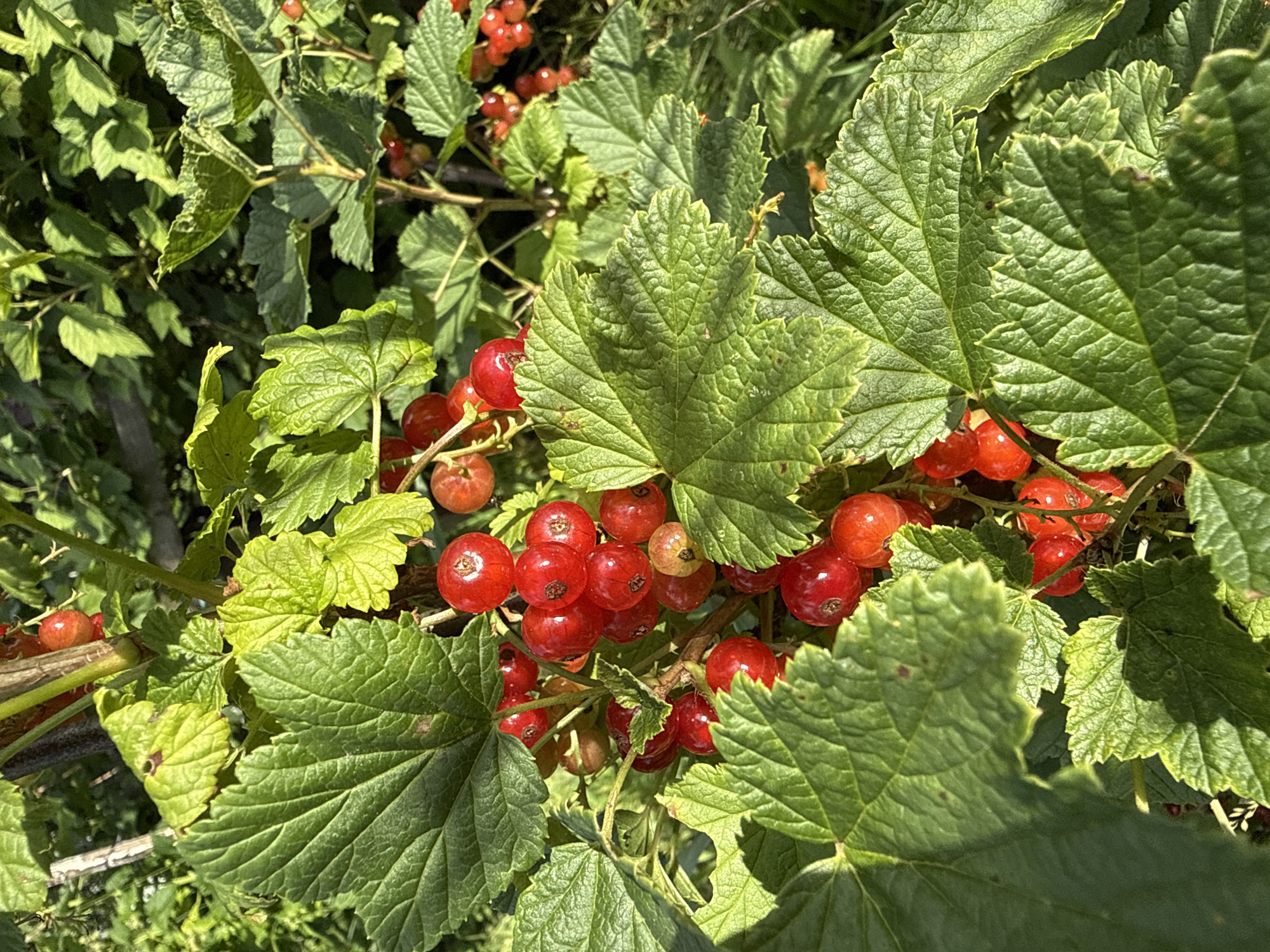 A close-up, sun-drenched shot showcases a cluster of ripe red currants growing amongst lush green leaves. The berries, varying slightly in shade from deep crimson to a lighter, almost translucent red, are plump and glossy, catching the sunlight. Some berries are tinged with a pale yellowish-green, indicating they are still ripening. The leaves are large and deeply veined, with serrated edges, typical of a currant bush. The focus is tight on the berries and surrounding foliage, suggesting a focus on the produce itself. The background is a blur of more green leaves and branches, indicating a natural outdoor setting, likely a garden or wild shrubbery. The lighting suggests it is a sunny day, possibly late morning or early afternoon, given the bright illumination and distinct shadows. There are no people or animals visible, and no text is present in the image. The overall impression is one of natural abundance and the vibrant colors of summer produce. The location context of Большой Турыш, Russia, suggests this is a scene from a rural or semi-rural environment, where such fruit-bearing plants are common.