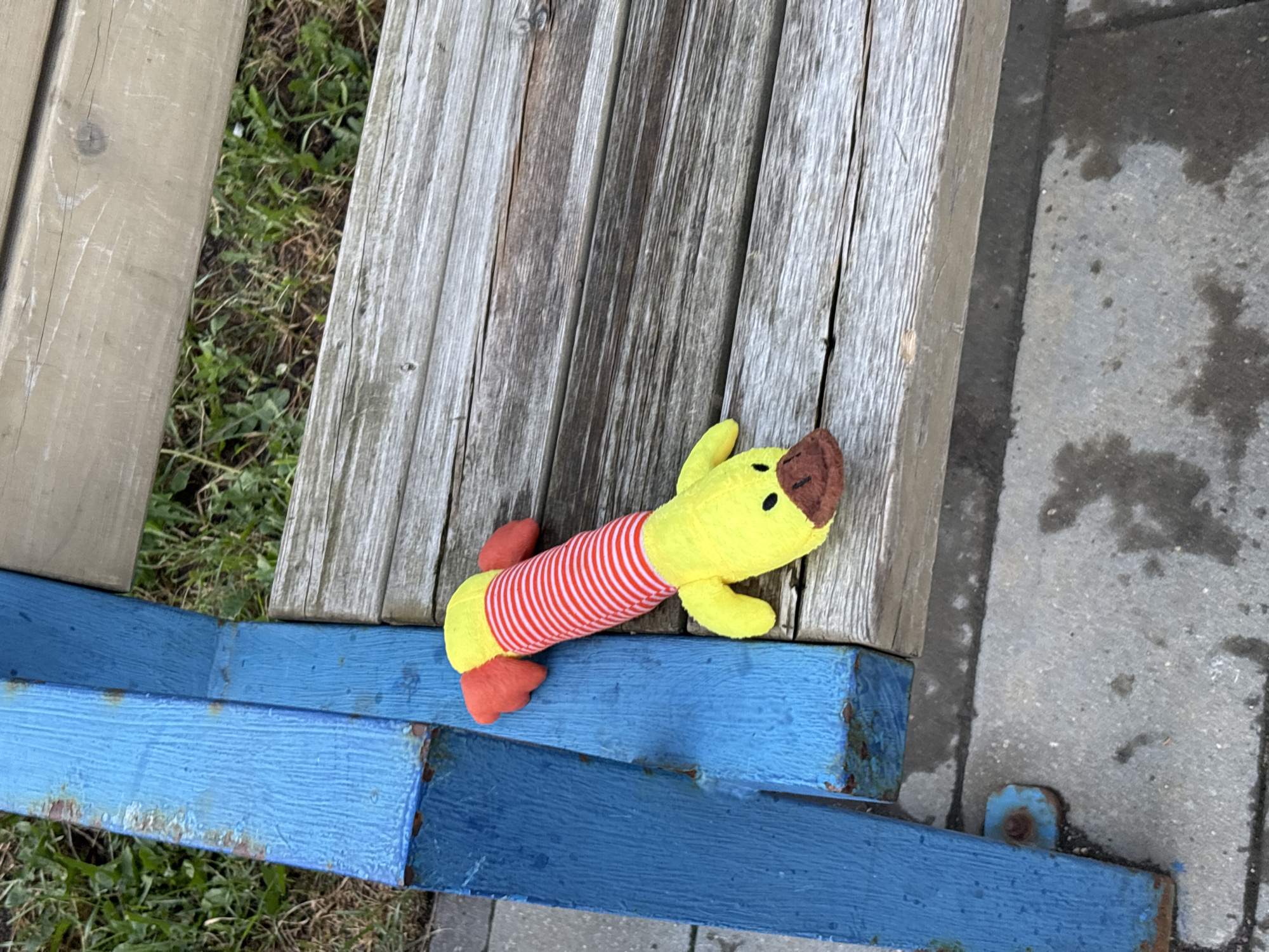A bright yellow plush toy shaped like a dachshund with red and white striped fabric on its body is resting on a weathered wooden bench. The bench is positioned outdoors, adjacent to a bright blue painted metal beam. The ground appears to be concrete or pavement, with some patchy grass visible behind the bench. The scene is likely in a public outdoor space, possibly a park or a playground. The overall impression is one of a forgotten toy in an urban setting.