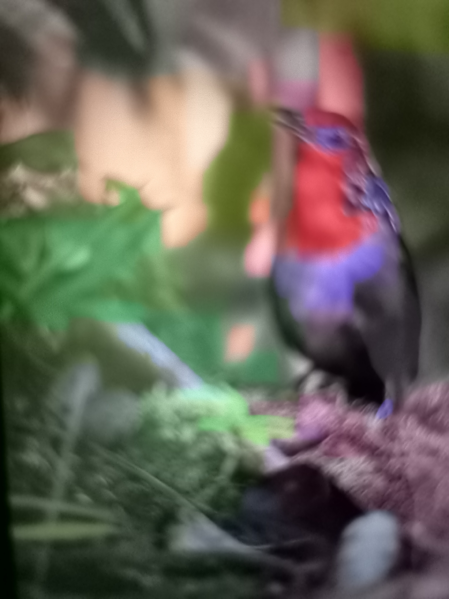 The image, taken in Banjarejo, Indonesia, depicts a vibrantly colored bird, likely a species of songbird, perched amidst lush greenery. The bird's plumage is a striking combination of red on its chest and throat, transitioning to purple on its head and wings. Its body appears to be dark, possibly black or dark gray. The background is a blur of greens and purples, suggesting a natural, forested environment. Hints of what might be foliage and branches are visible, creating a sense of depth and immersion in the bird's habitat. The overall impression is one of a captured moment of nature's beauty, with the bird as the central focus of the composition.