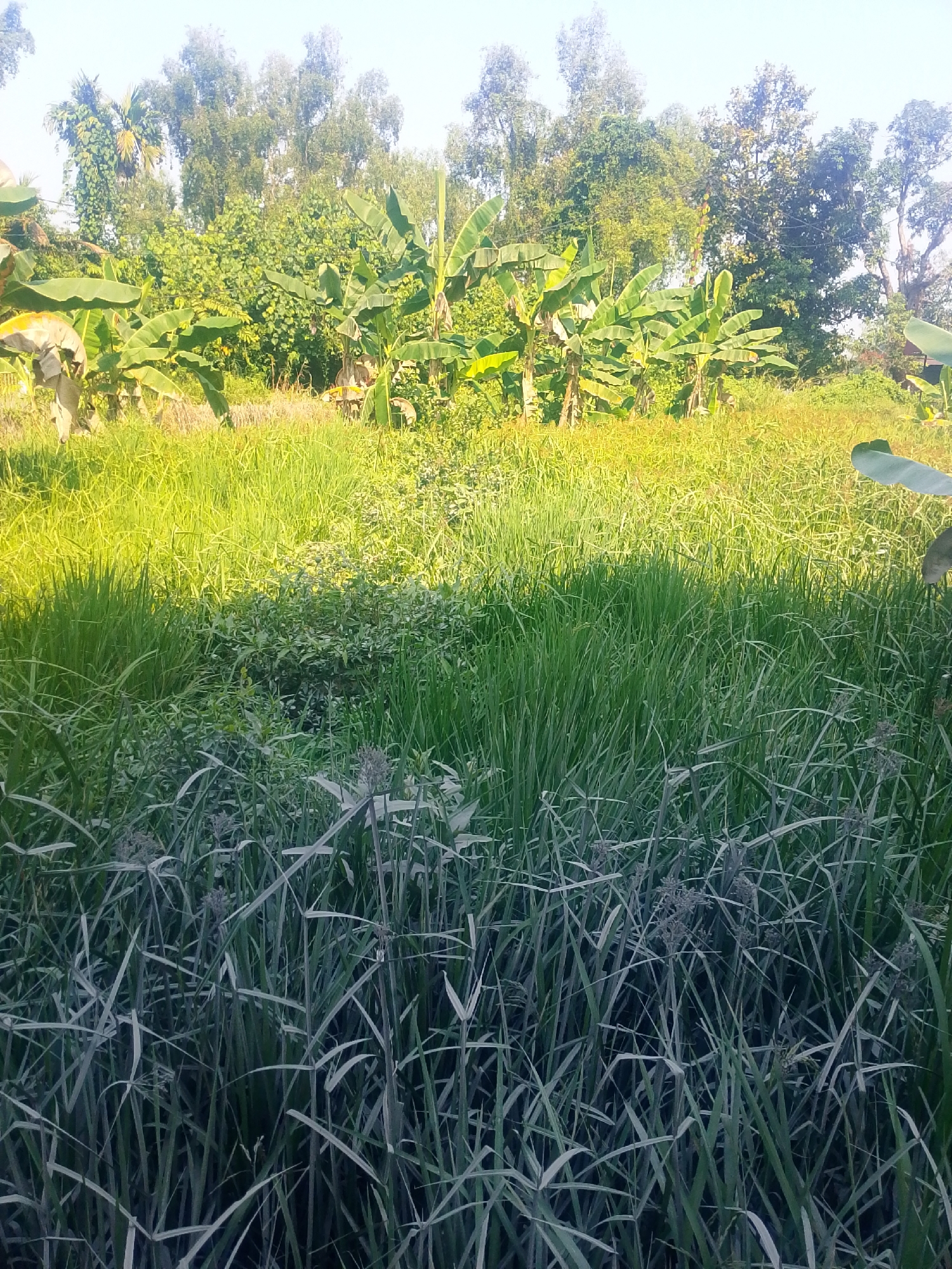 An outdoor, low-angle shot captures a lush, verdant landscape filled with dense vegetation. In the foreground, tall, thin, reed-like plants with seed heads dominate, their blades creating a textured, almost monochromatic effect in shades of green and gray, with some hints of dark blue.
Moving into the midground, the vegetation transitions to a bright, sunlit field of grass and other low-lying plants, illuminated with a strong yellow-green hue, suggesting late afternoon sunlight. Scattered within this bright area are clusters of bushy green plants.
In the background, a dense line of banana trees with their broad, distinctive leaves creates a vibrant green wall. Behind the banana trees, a variety of taller trees form a thick, natural canopy. The sky above is a clear, pale blue, indicating a sunny day. The scene appears to be a rural or natural area on the outskirts of Banjarmasin, Indonesia, characterized by abundant tropical flora. No people or animals are visible in the image.
