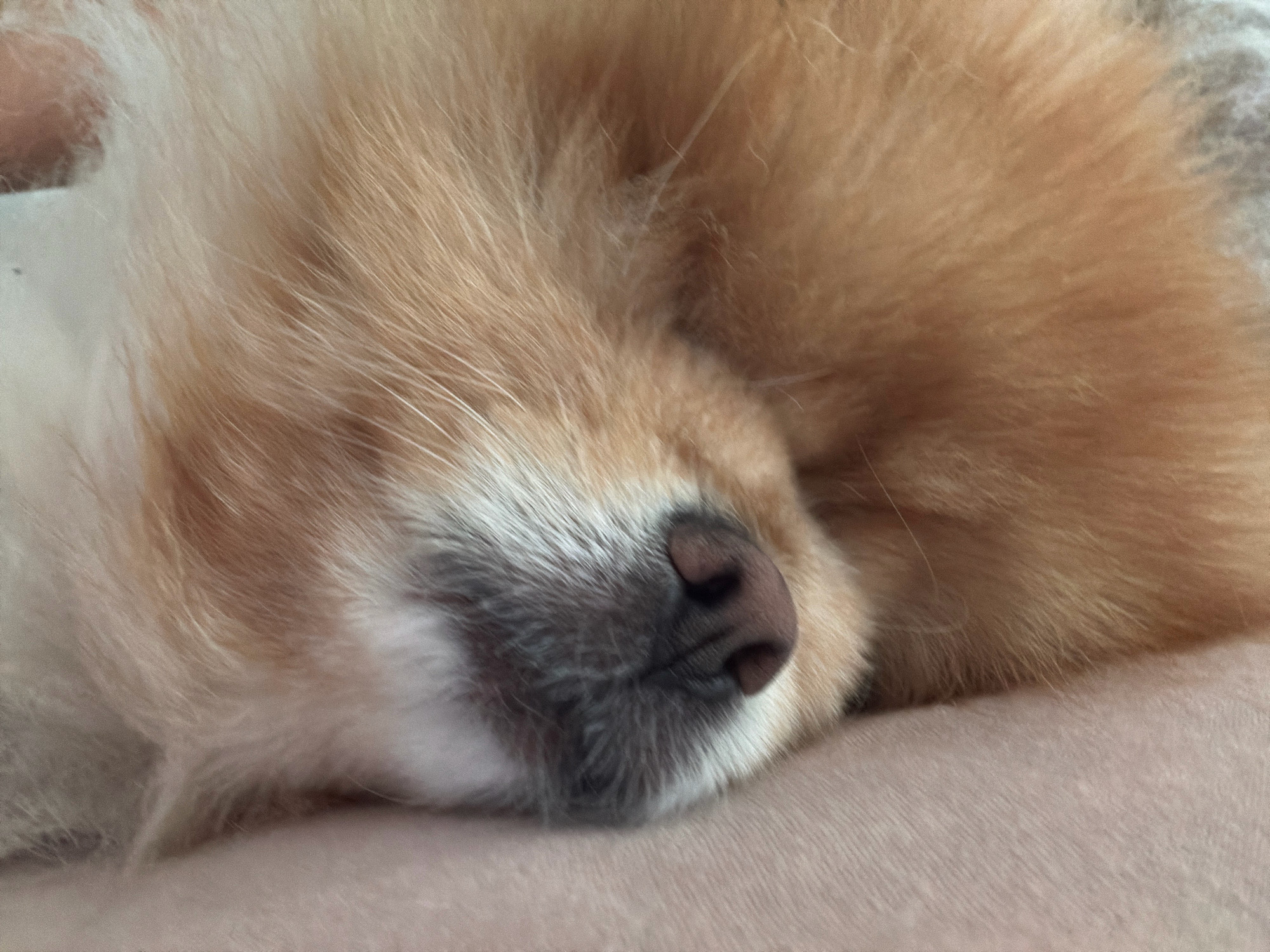 This is a close-up, slightly blurry, eye-level shot of a light brown Pomeranian dog sleeping. The dog's face is mostly obscured by its fur, but its nose and mouth area are visible. The dog appears to be resting on a soft, textured surface, possibly a blanket or a piece of furniture. The lighting is soft and natural, suggesting it might be indoors during the day. There is no discernible location in Tbilisi, Georgia.