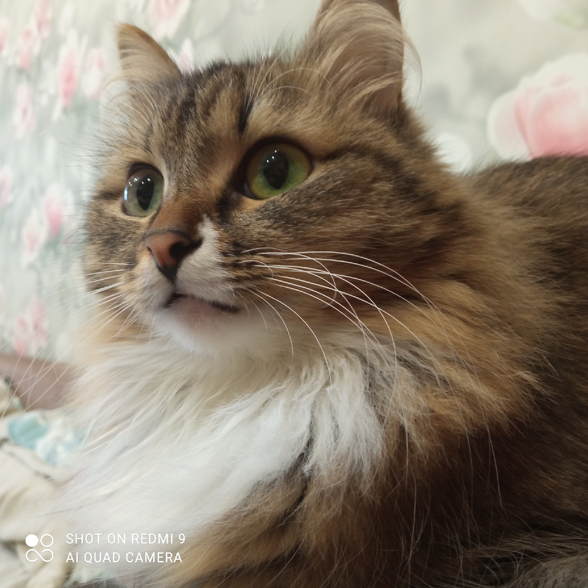 The image, taken in Chaikovsky, Russia, presents a close-up portrait of a long-haired domestic cat. The cat features a striking coat with brown and black tabby markings on its face and body, contrasting sharply with a fluffy white chest and belly. Its most prominent features are its large, luminous green eyes, which are directed attentively or curiously towards the upper right side of the frame. A multitude of long, white whiskers extends from its muzzle.
The cat is captured in a relaxed posture, likely sitting or lying down, observing its surroundings. The background is a softly blurred indoor setting, characterized by light-colored wallpaper adorned with diffused pink floral patterns, suggesting a home environment. The lighting is soft and even, highlighting the textures of the cat's fur.
The cat appears calm, alert, and perhaps a little curious. There is no specific activity other than its attentive gaze.
In the bottom left corner of the original image, two lines of white text are visible: "SHOT ON REDMI 9" and "AI QUAD CAMERA", indicating the device used to capture the photograph.