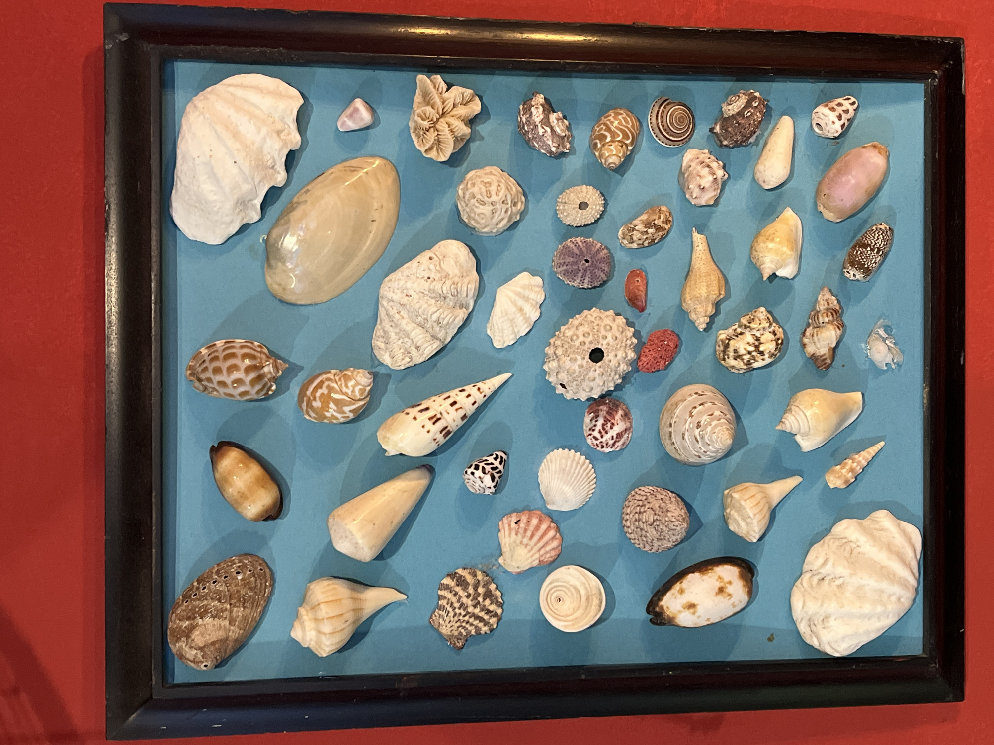A framed collection of marine specimens is displayed against a vibrant red wall. The collection is housed within a dark brown or black wooden shadow box, with the various items meticulously arranged on a light blue background.
The display features a diverse assortment of seashells, sea urchin tests, and coral pieces. Among the numerous shells are various gastropods and bivalves, including large ribbed clam shells, smooth oval olive shells, conical shells with intricate patterns, spiral-shaped moon snail shells, and cowrie shells. There are also several distinct sea urchin tests, some exhibiting radial patterns and others a more rugged texture. Pieces of coral, both branching and brain-like forms, as well as small red fragments, are interspersed throughout the arrangement. The natural colors of the specimens range from pristine white and cream to various shades of beige, brown, pink, purple, and black, showcasing their organic beauty and diversity.
There is no activity taking place, as this is a static, artful display of natural history. No text is visible within the image. The media file's context indicates the location is Baturiti, Indonesia.