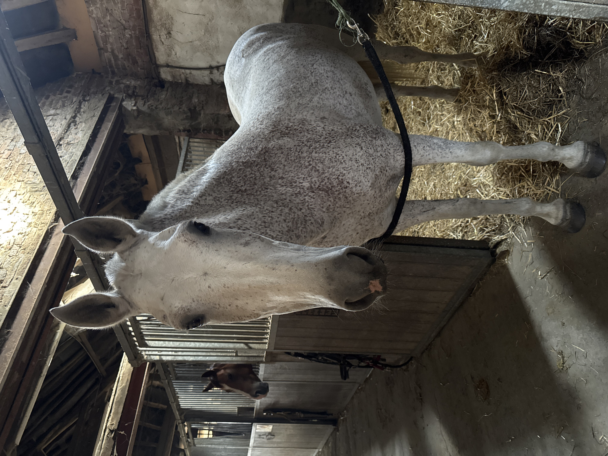 A dappled gray horse stands in a stable, facing the camera. The horse's head is close to the lens, and its body is partially visible, with straw bedding covering the ground around its legs. To the left, another brown horse is visible in an adjacent stall. The stable appears to be made of wood and brick, with exposed beams and a rustic ceiling. The lighting suggests it is daytime, with some artificial light sources present. The scene is devoid of human presence. The location in Estaimpuis, Belgium cannot be determined from the image.