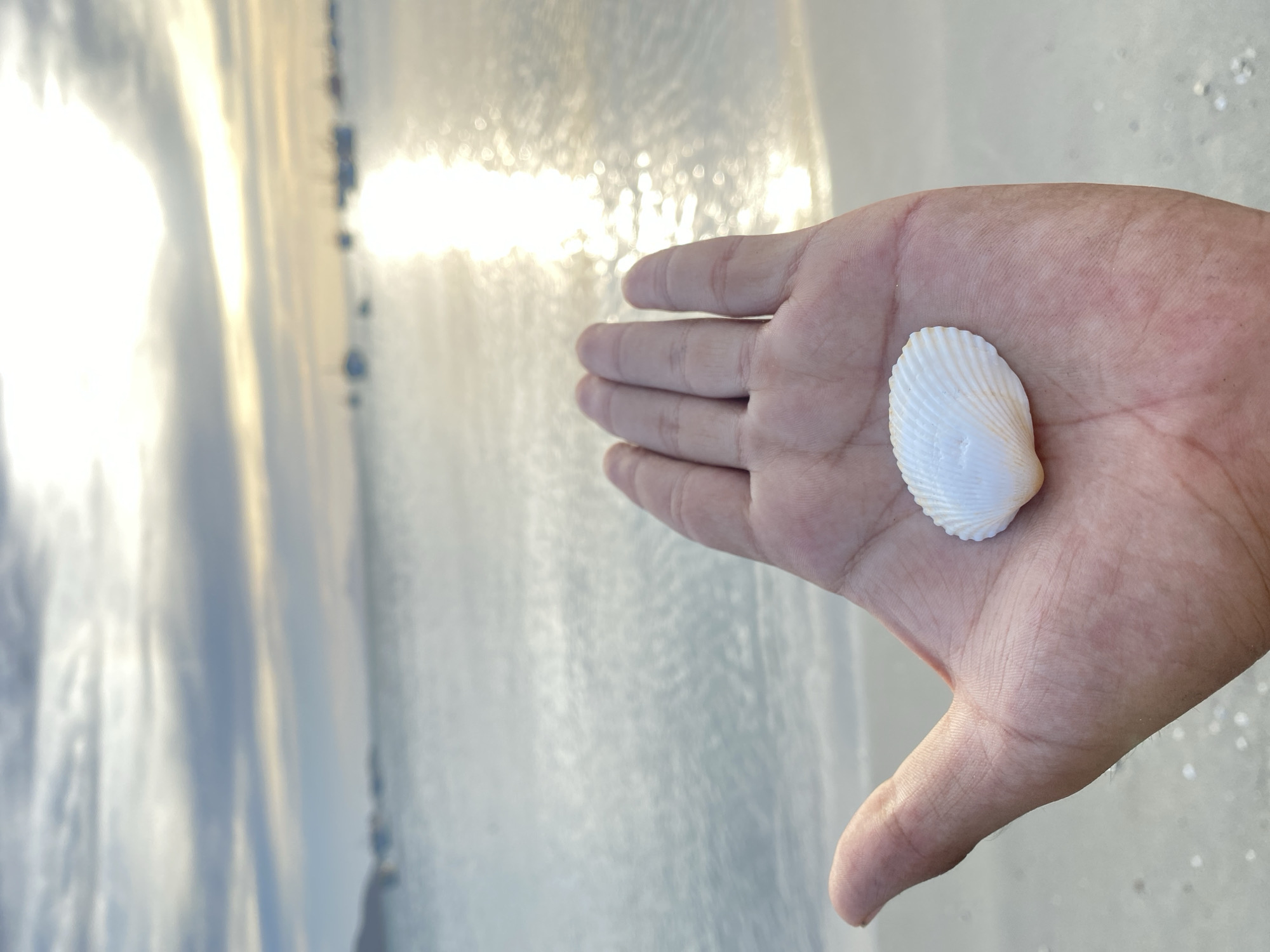 A photograph taken at Juan Griego, Venezuela, depicts a fair-skinned hand holding a small, white, ridged seashell. The background is blurred and shows a body of water reflecting sunlight. The location is likely a beach.