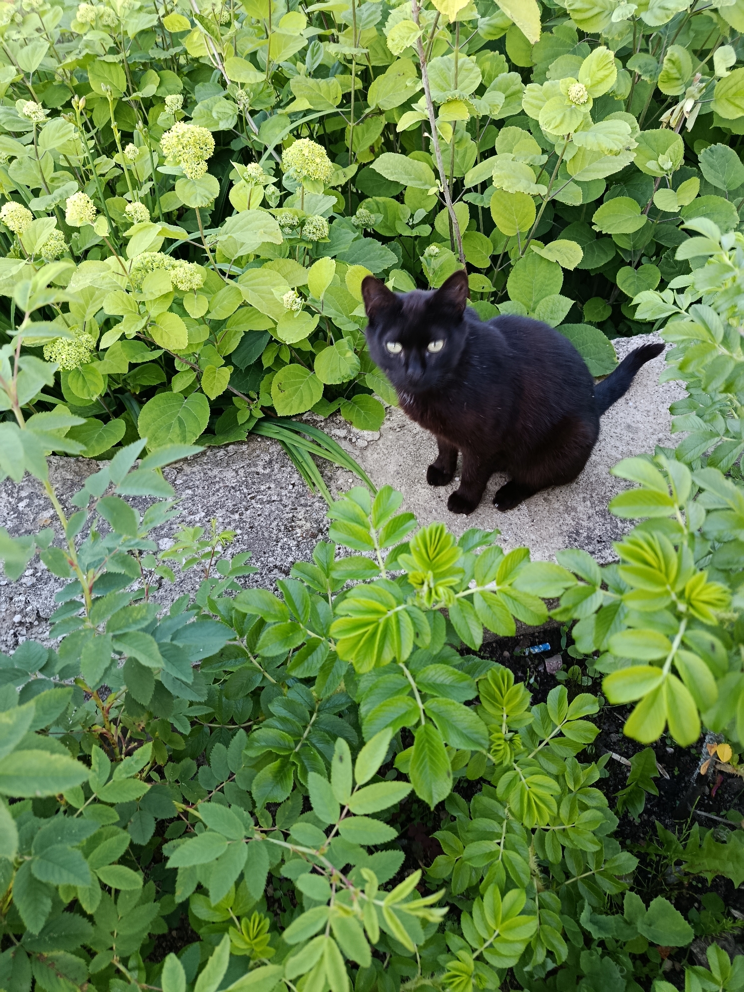 A black cat sits on a concrete surface in a garden. The cat is facing the camera with green eyes. The garden is filled with lush green foliage and some light green flowers. The concrete surface appears to be a small section of a path or border. The background is a dense cluster of green leaves and flowers. The scene appears to be outdoors in a residential or park setting.