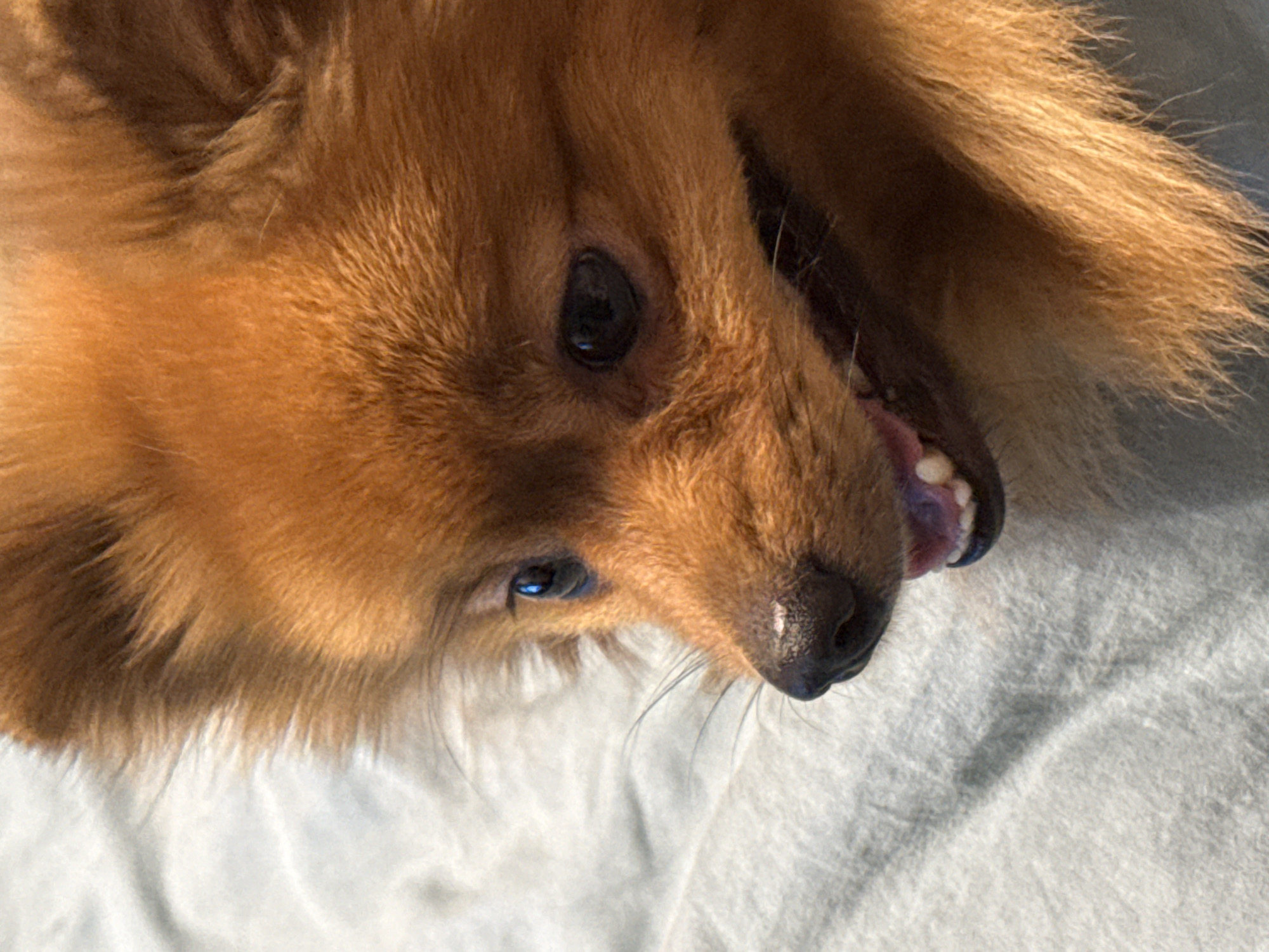 A close-up, high-angle, natural light photograph captures a Pomeranian dog with a reddish-brown coat lying on a textured light blue surface. The dog's head is turned to the left, with its dark eyes looking downward and slightly to the left. Its mouth is slightly open, revealing its pink tongue and white teeth. The dog's fur is fluffy and detailed, with strands of lighter fur visible around its muzzle and ears. Shadows cast by the dog and possibly a nearby object create subtle variations in tone across the surface. The background is out of focus, emphasizing the dog as the primary subject. The image was taken in the city of Khimki, Russia.