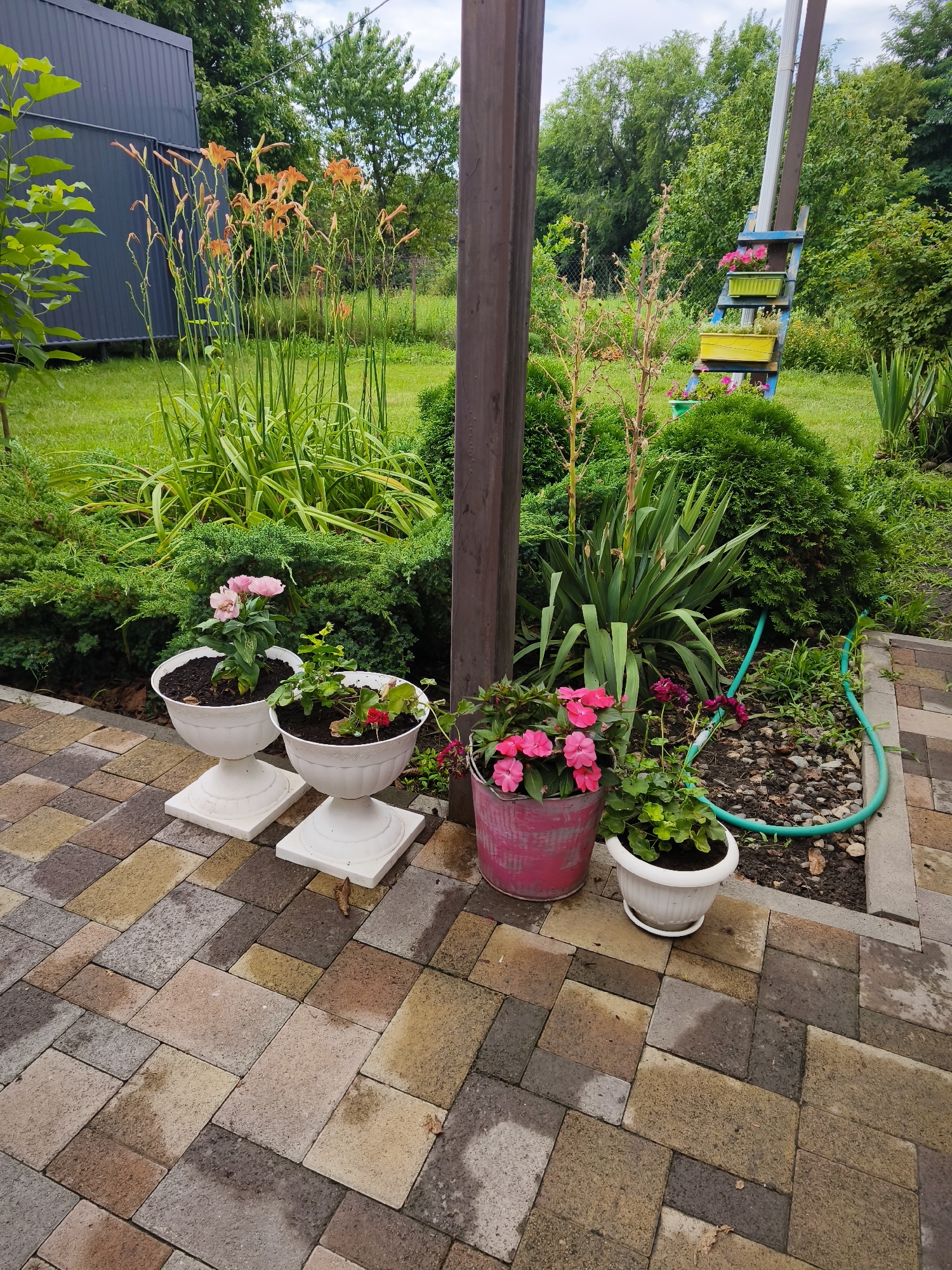 The image depicts a garden setting with a paved walkway in the foreground. The walkway is constructed from rectangular pavers in varying shades of brown, beige, and grey, some of which appear wet. Several potted plants are arranged on the walkway. To the left, two white urn-shaped planters on square pedestals hold pink flowers. Further to the right, a pink metal bucket contains bright pink flowers, and a white planter holds green leafy plants with some pink flowers. Behind the planters, lush green shrubs and taller plants, including what appear to be daylilies with orange blooms, are visible. A wooden post stands prominently in the middle ground, and a blue ladder with green and yellow plant containers is positioned against a tree in the background. A green garden hose is coiled on the ground to the right. The scene is set outdoors with a backdrop of dense green foliage and trees under a cloudy sky. This is a general description of a garden scene and cannot be pinpointed to Nevinnomyssk, Russia, without further contextual information.