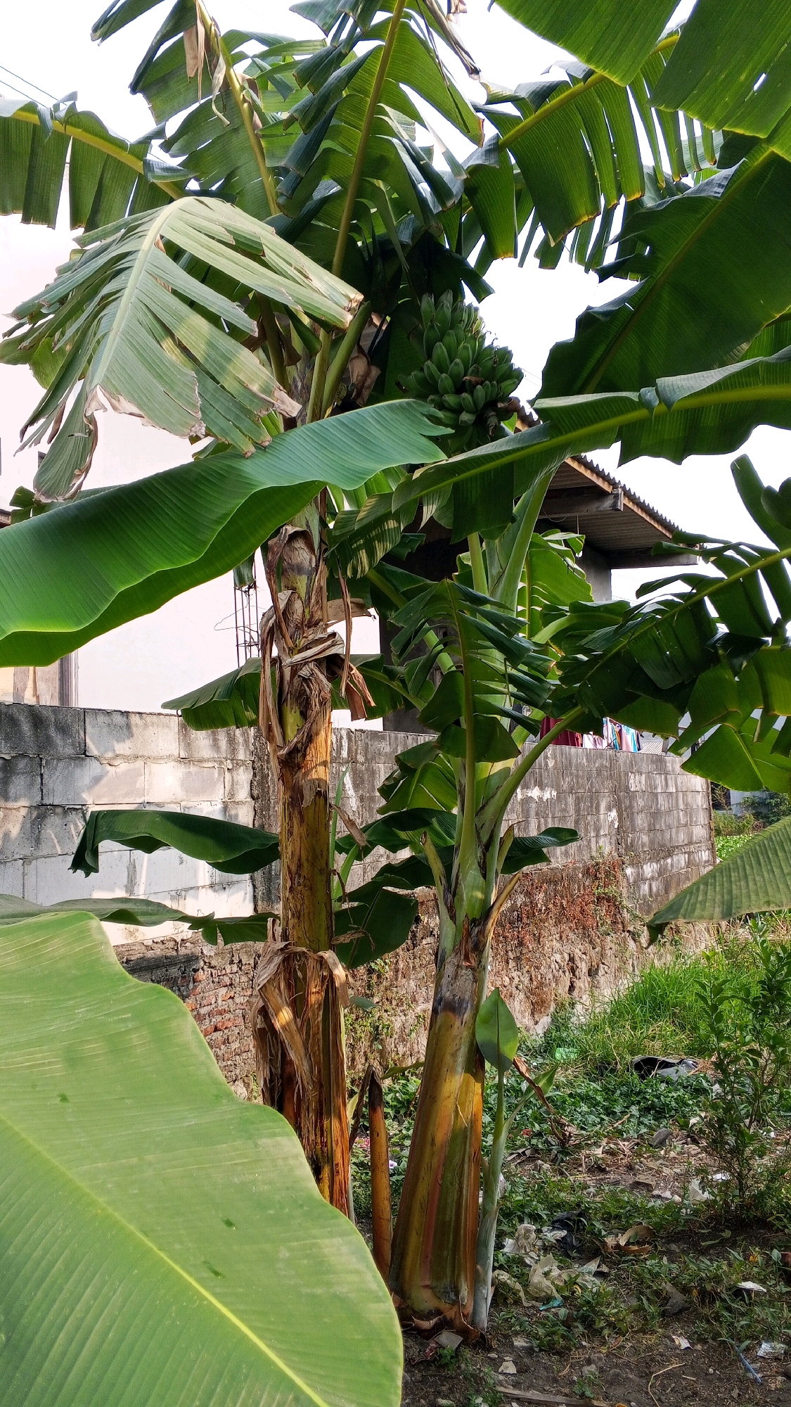 The image shows a cluster of banana trees with visible bunches of green bananas growing, set against a backdrop of a low, weathered brick wall and a portion of a building with a corrugated roof. The scene appears to be in an outdoor, possibly residential or urban fringe area. The vegetation is lush, with large, green banana leaves dominating the foreground and midground. The ground is uneven, covered with soil, scattered dry leaves, and some visible debris, suggesting an untidy, naturalized environment. The lighting suggests it is daytime, with sunlight filtering through the leaves. The context provided by the user specifies the location as Semarang, Indonesia.
