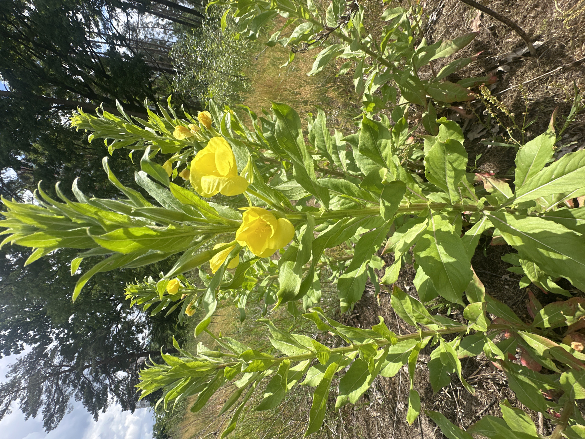 In the city of Unknown, Unknown, a close-up, ground-level shot focuses on several tall, leafy green plants with bright yellow flowers. The plants are blooming, with some flowers fully open and others still in bud. The foreground is dominated by the plants, with their thick stems and broad leaves. In the background, a wooded area with trees and dry grass can be seen under a cloudy sky. The lighting suggests it is daytime, with sunlight filtering through the foliage. There are no people or animals visible in the scene.