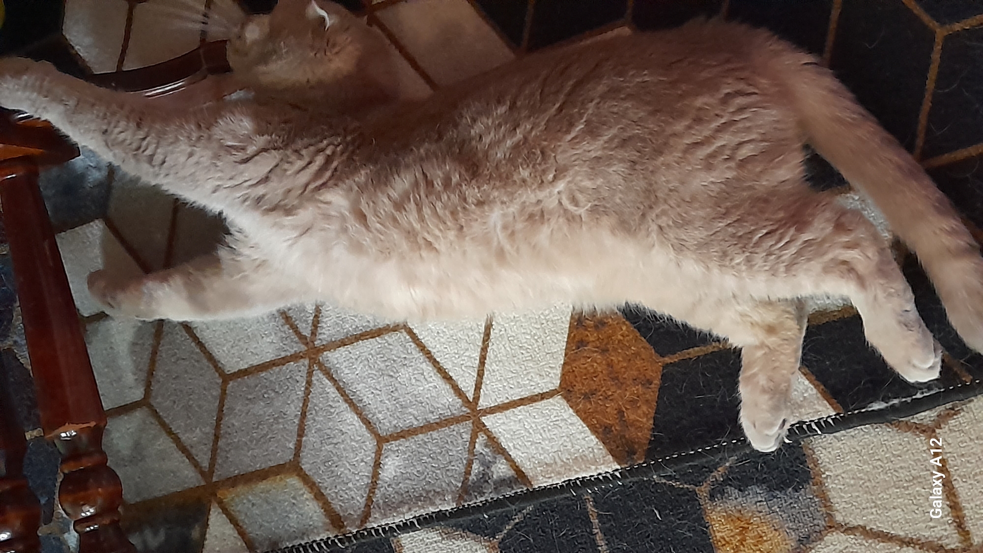 A light-colored cat, appearing beige or cream, is captured stretching or resting on a patterned rug indoors. The cat is fully extended, lying on its side with its front paws stretched towards the left and its hind legs towards the right. Its fur looks thick and soft.
The background consists of a rug adorned with a geometric pattern resembling interconnected hexagons or cubes, rendered in shades of gray, white, brown, and black. A dark wooden furniture leg, possibly from a chair or table, is partially visible on the left side of the frame. The scene suggests an indoor setting, likely a home environment in Markovskiy, Russia. The cat's posture conveys a sense of relaxation and comfort. No specific time of day or weather can be determined from the indoor setting. The text "Galaxy A12" is visible as a watermark in the bottom right corner of the image.