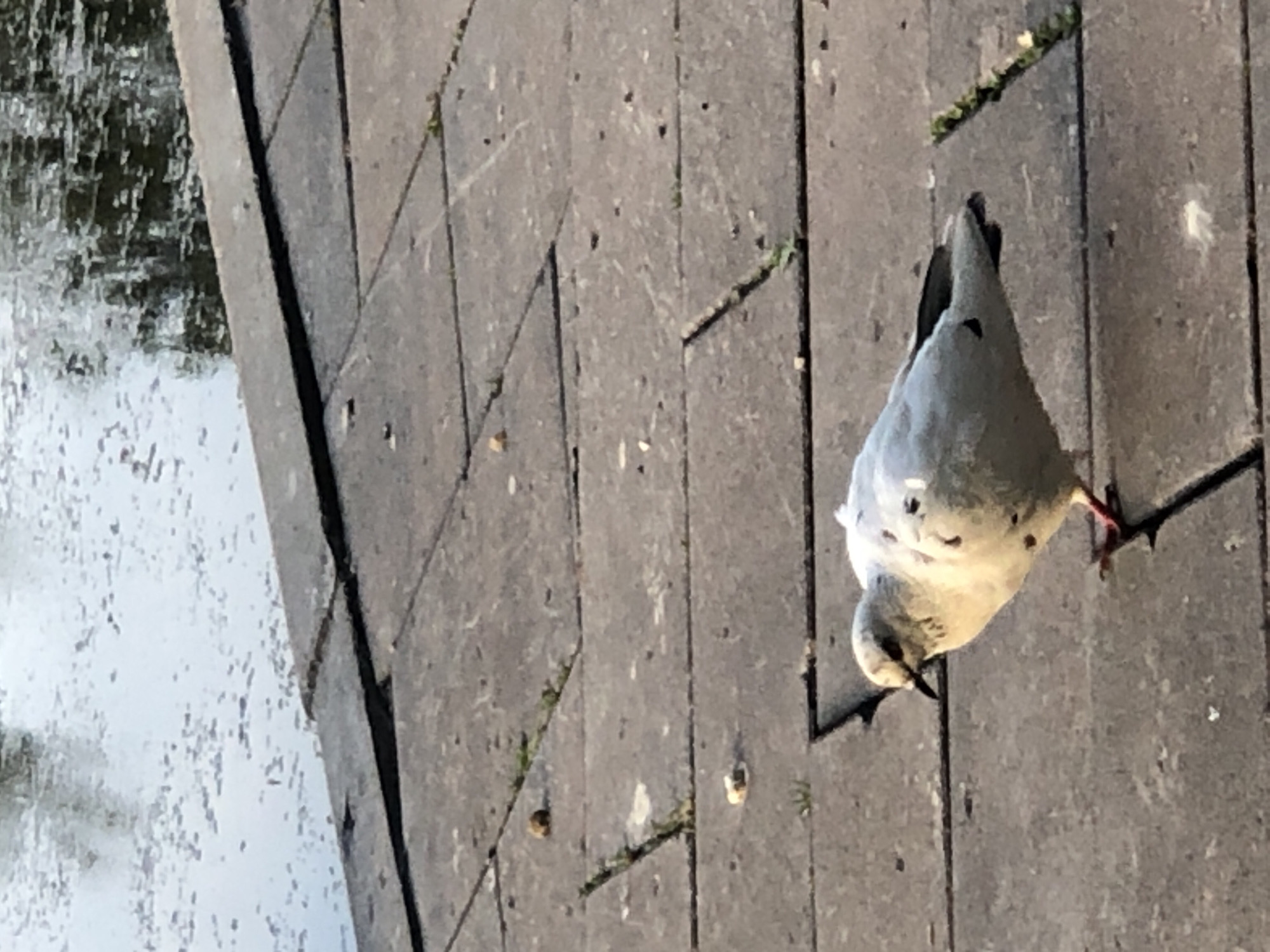 The image shows a bird, likely a pigeon, on a paved surface. The paving stones are dark gray and laid in a pattern. The bird is light gray with dark markings on its back and wings. It is facing downwards, as if pecking at something on the ground. Its legs are red. To the left of the paving stones, there is a body of water, possibly a canal or pond, with ripples on its surface. The water reflects the light, giving it a bright, shimmering appearance. The scene appears to be outdoors, and the lighting suggests it is daytime. There is no visible text in the image.