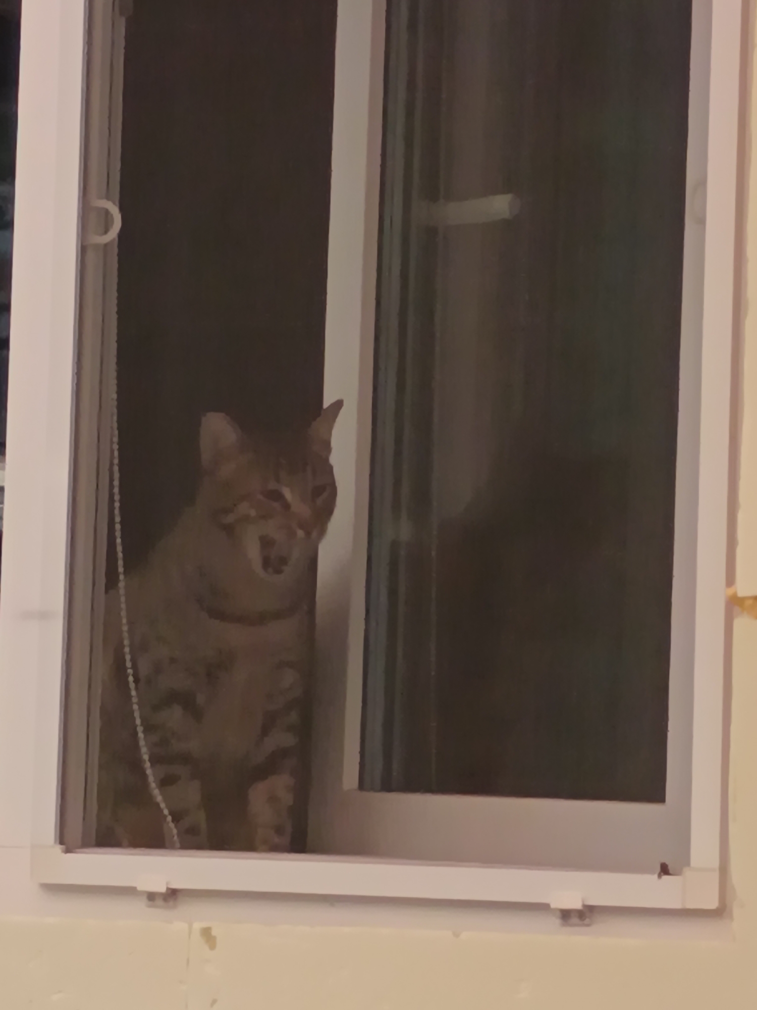 A tabby cat is sitting in a window frame, looking out. The cat's mouth is open, as if it is meowing or yawning. The cat is facing the camera and its eyes are open. The window frame is white and the window is dark. There is a beaded string hanging from the left side of the window. The background is dark, suggesting it is nighttime. The scene appears to be indoors, with the window providing a view to the outside. The cat is the primary subject of the image.