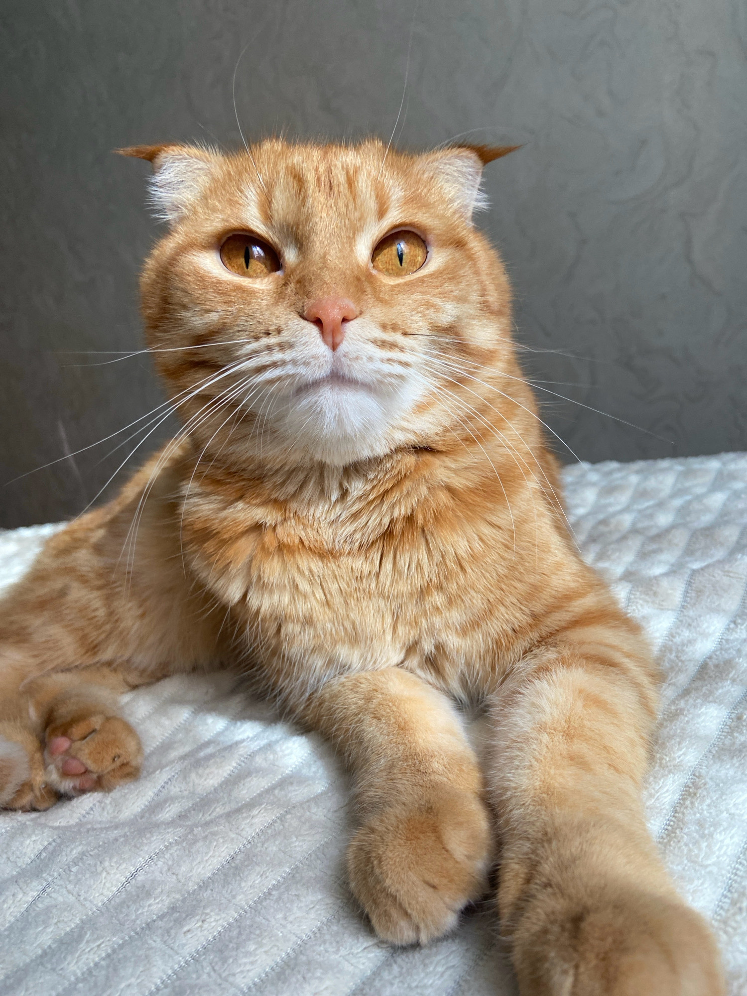 A ginger Scottish Fold cat with orange eyes is lying on a white, textured blanket. The cat is facing forward, with its ears folded back and its paws crossed. Its fur is striped with darker orange markings. The background is a plain, textured grey wall. There are no people or other animals visible in the image. The scene appears to be indoors, likely in a residential setting in Balashikha, Russia.