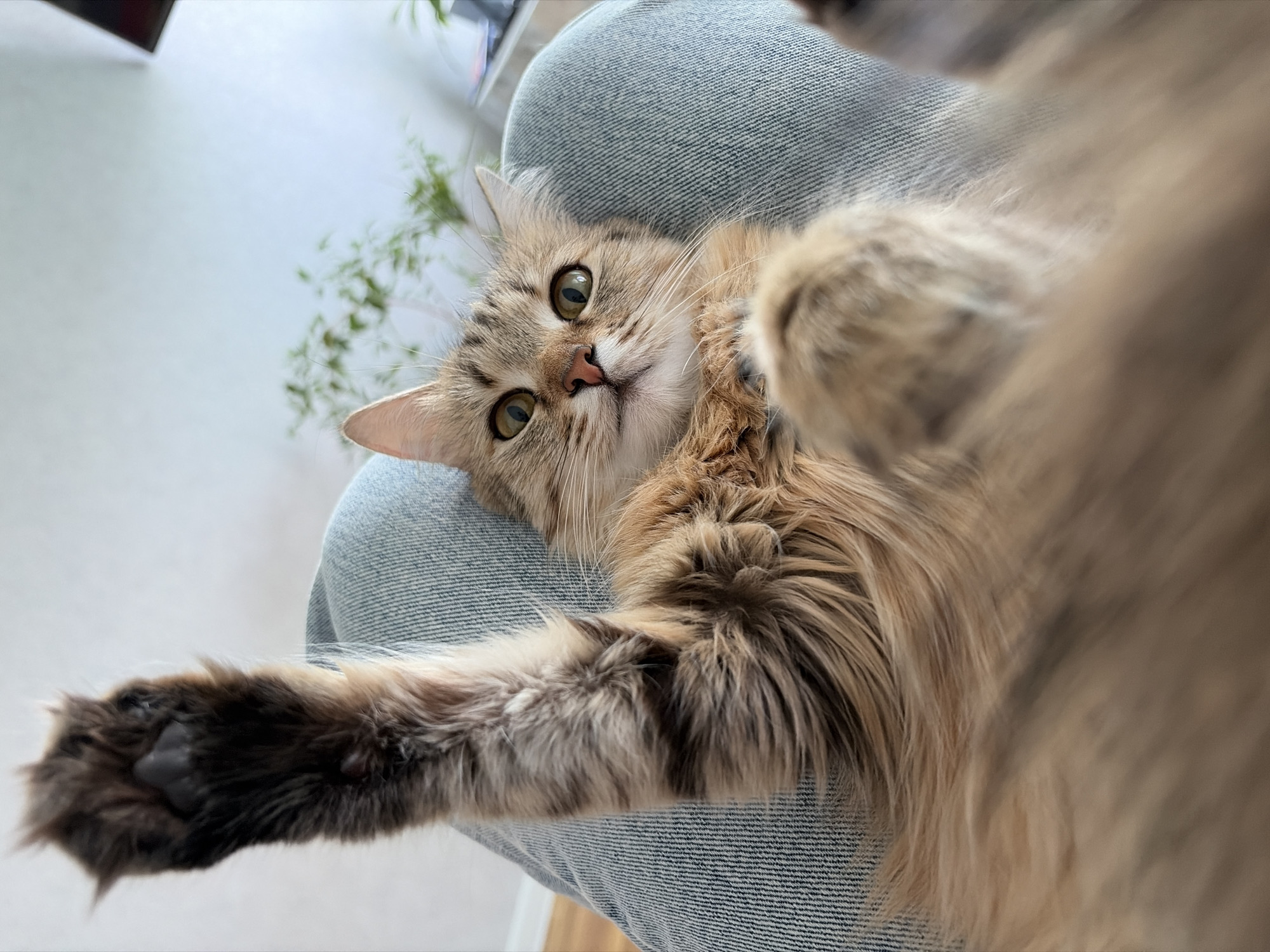A medium shot features a light brown and tan tabby cat with green eyes. It is lying on its back on a person's lap, which is covered in light wash denim. The cat is looking up at the camera with its right paw extended towards the viewer. The cat has long fur, particularly around its neck. A houseplant is visible in the background, on the left side of the frame. The lighting is bright and the scene appears to be indoors.
The image does not provide enough information to verify its location in Chaikovsky, Russia.