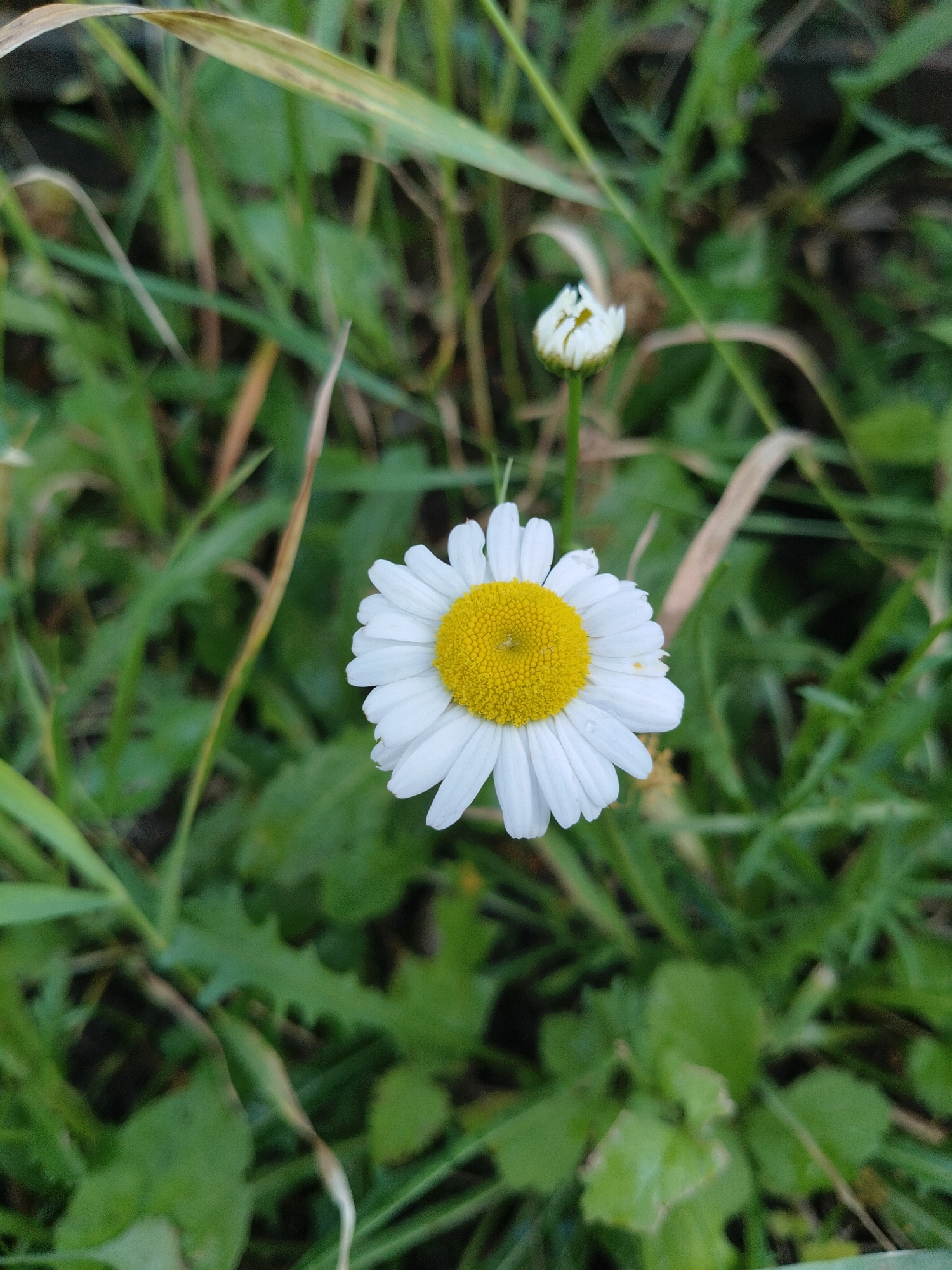 A single daisy with white petals and a yellow center is in focus in the foreground, positioned slightly to the right of the center of the frame. The daisy is surrounded by a blur of green grass and some dried, brown blades. In the background, to the upper right of the main daisy, a small, unopened daisy bud is also visible, slightly out of focus. The overall impression is a close-up view of flowers in a natural, grassy setting. This image was likely taken in Oberlin, United States, given the context of the prompt.