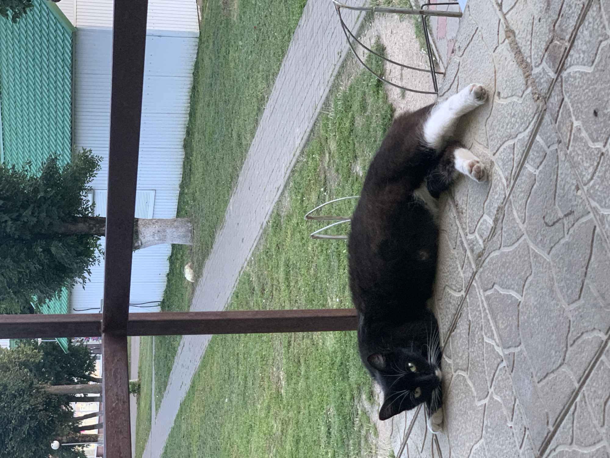 A black and white cat is lying on a tiled patio in front of a white building with a green roof. A paved path runs through a grassy area behind the cat, with trees and a brown railing in the background. The scene appears to be in an outdoor urban setting.