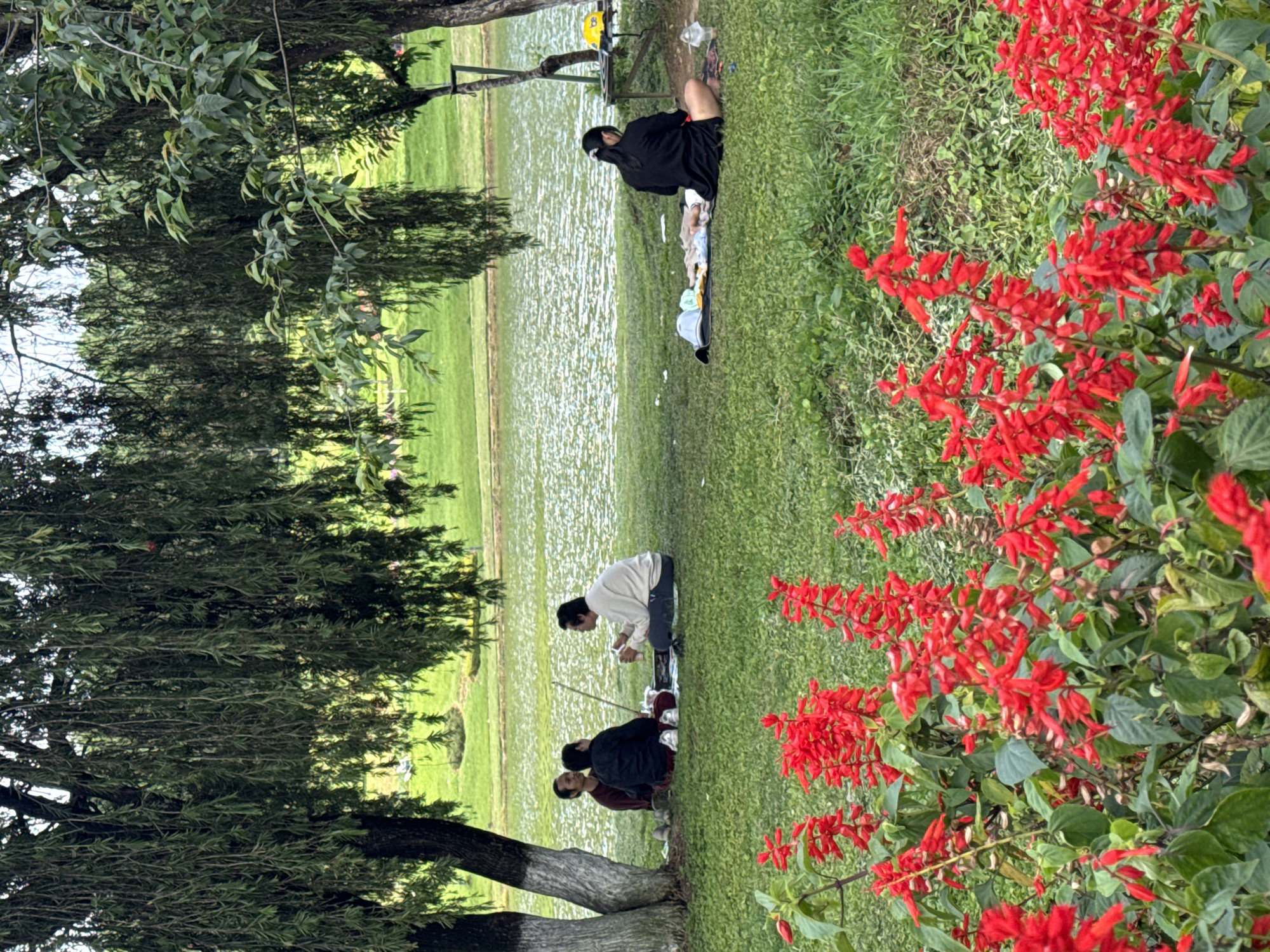 In Phường Xuân Hương - Đà Lạt, Vietnam, a serene park scene unfolds by a tranquil lake. Three individuals, likely picnicking, are seated on the grass under the dappled shade of a large tree with cascading branches. They are engaged in conversation and sharing food. Nearby, a lone woman sits on a blanket, facing away from the camera, engrossed in her own activities. The foreground is adorned with a vibrant display of red salvia flowers, adding a splash of color to the lush green landscape. The lake's surface shimmers, reflecting the overcast sky, and beyond, more trees and manicured lawns suggest a well-maintained public space. The overall atmosphere is one of peaceful recreation.