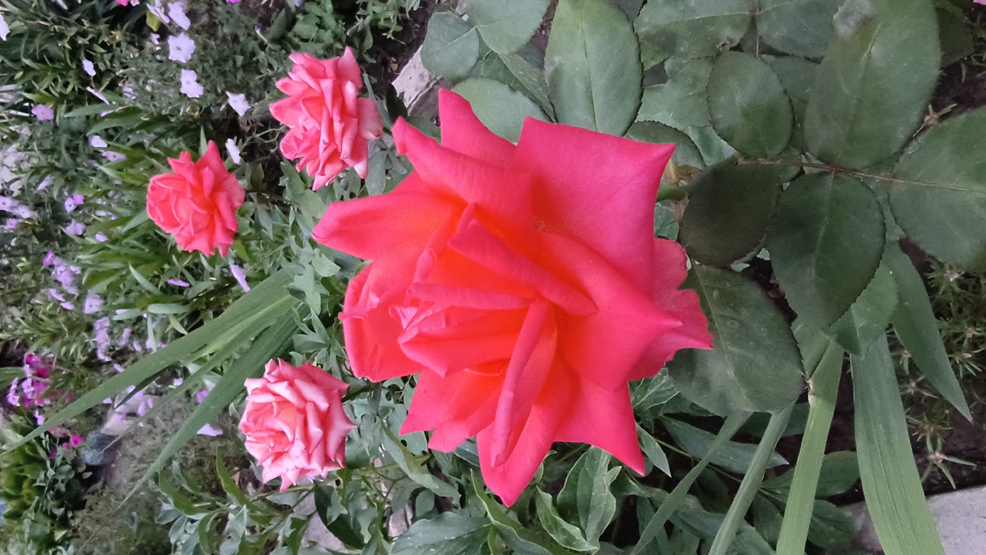 A close-up, slightly overhead shot features several bright pink roses in a garden setting, with a profusion of green foliage. The largest rose, a vibrant fuchsia, dominates the foreground, its petals unfurling with sharp points. To the left and upper right, two smaller roses, also pink, are partially visible. In the background, blurred clusters of smaller purple and white flowers, possibly petunias, are interspersed with greenery. Long, sword-like green leaves of an iris or similar plant are present in the middle ground, adding textural variety. The overall impression is a vibrant, densely planted flower bed, likely in a private garden or park. The image is devoid of human presence or any discernible urban features, making specific location attribution to Mikhaylovka, Russia, impossible based solely on visual cues.