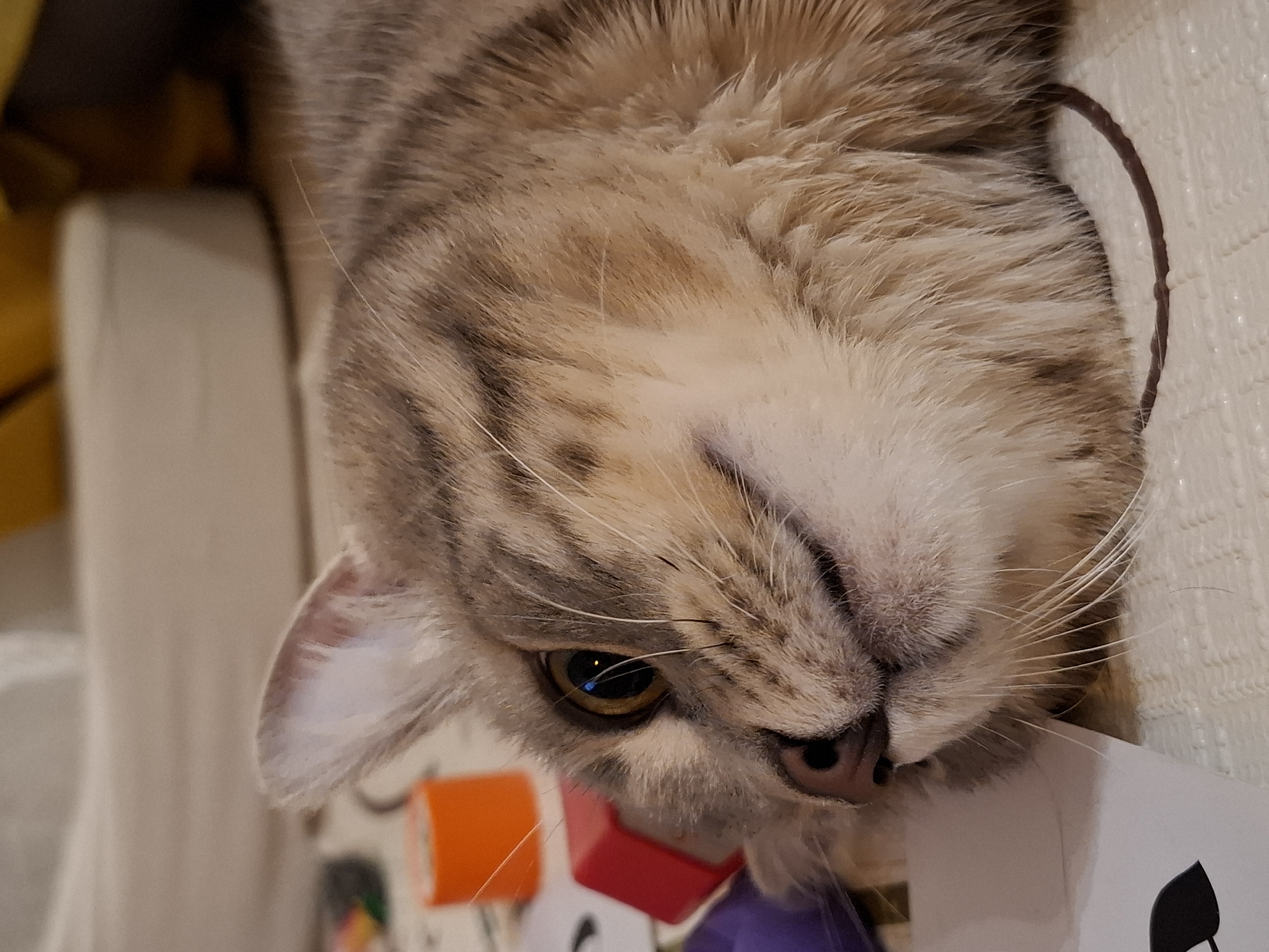 This is a close-up, eye-level, indoor photograph of a domestic shorthair cat lying on its side on a textured, light-colored surface, possibly a rug or mat. The cat's head is angled towards the viewer, with its left eye prominently visible. The cat's fur is a tabby pattern of gray, brown, and cream colors. Its left ear is partially visible, perked upwards. Several out-of-focus objects are visible in the background, including an orange cylindrical object, a red block, and a portion of a white object. The lighting appears to be artificial and somewhat dim. There are no people present in the image, and no discernible connection to the city of Zemun Urban Municipality, Serbia.