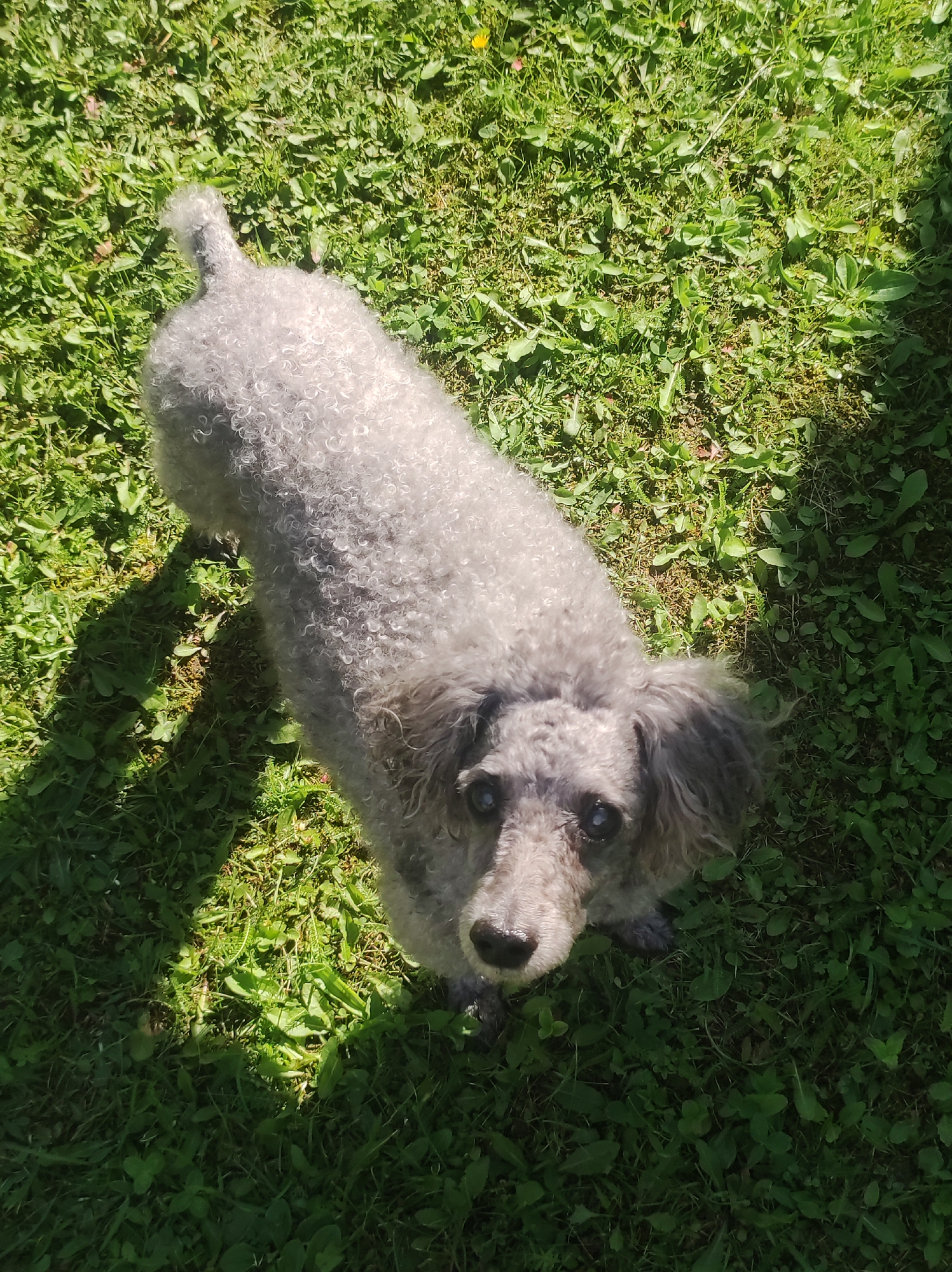 A grey poodle stands on a patch of green grass. Sunlight casts shadows across the lawn. The dog is facing upwards, looking directly at the camera. Its fur is curly, and its eyes are dark. The background consists of lush green grass, with some clover and dandelions visible. The image appears to be taken outdoors during the daytime. There is no indication of the location within the city of Фоки, Russia.