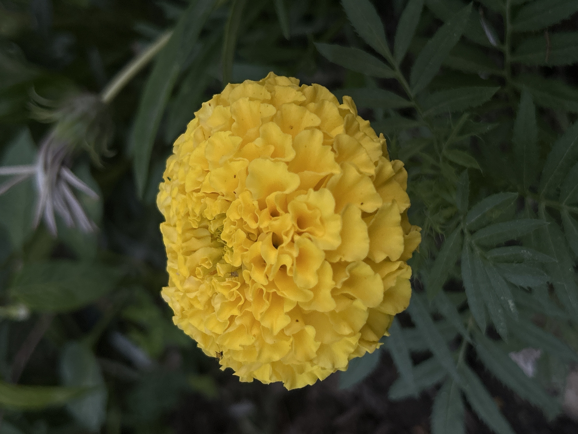 The image shows a close-up of a vibrant yellow marigold flower. The flower's petals are tightly packed and ruffled, forming a dense, spherical shape. The surrounding foliage consists of dark green, feathery leaves, which are slightly out of focus, providing a soft backdrop. An indistinct object of white color is observed on the left of the flower. The image is well-lit, highlighting the texture and color of the marigold. The location is unidentified.