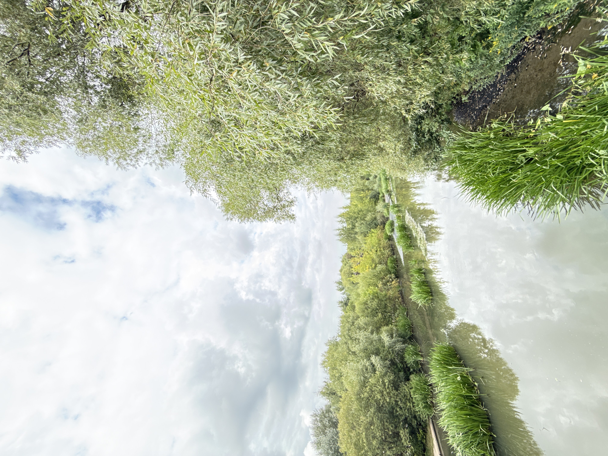 The image depicts a canal or river bordered by lush green vegetation. On the right side of the waterway, a dense wall of trees and bushes with fine, light green leaves dominates the scene, with some branches extending over the water. On the left bank, the vegetation is lower, consisting of grass and reeds growing in and along the water. Several clusters of tall, vibrant green reeds are visible in the water. The canal itself is calm and reflects the overcast sky and the surrounding greenery. The sky is filled with a mix of gray and white clouds. The overall impression is a serene, natural landscape within an urban or semi-urban setting. This scene is located in Moscow, Russia, specifically in the area of the Klyazma Water Reservoir, a part of the Moscow Canal system.