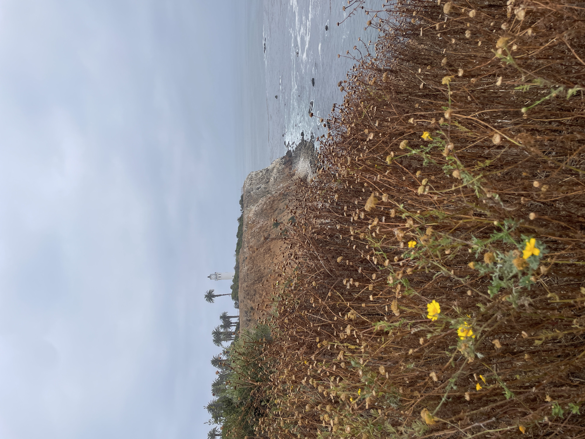 The image captures a coastal landscape under an overcast sky. The foreground is dominated by a dense field of dry, brittle, brown vegetation with numerous withered seed heads, interspersed with a few small, bright yellow flowers. Beyond this vegetation, a steep, rugged cliff face, exhibiting tones of light brown and tan, descends sharply towards the ocean.
On a distant bluff, positioned atop the cliff line, a white cylindrical lighthouse with a dark lantern room and gallery is visible. It features vertical black stripes on its upper section. A cluster of tall palm trees flanks the lighthouse, extending along the bluff. To the right of the cliff, the ocean is a consistent grey-blue color, with gentle white-capped waves breaking along the shoreline. Several dark rock formations are present in the nearshore waters. The sky overhead is a uniform, light grey, indicative of cloudy conditions.
Based on the distinctive architecture of the lighthouse and the surrounding landscape with palm trees and cliffs, the location is identified as the area near Point Vicente Lighthouse, Rancho Palos Verdes, California.