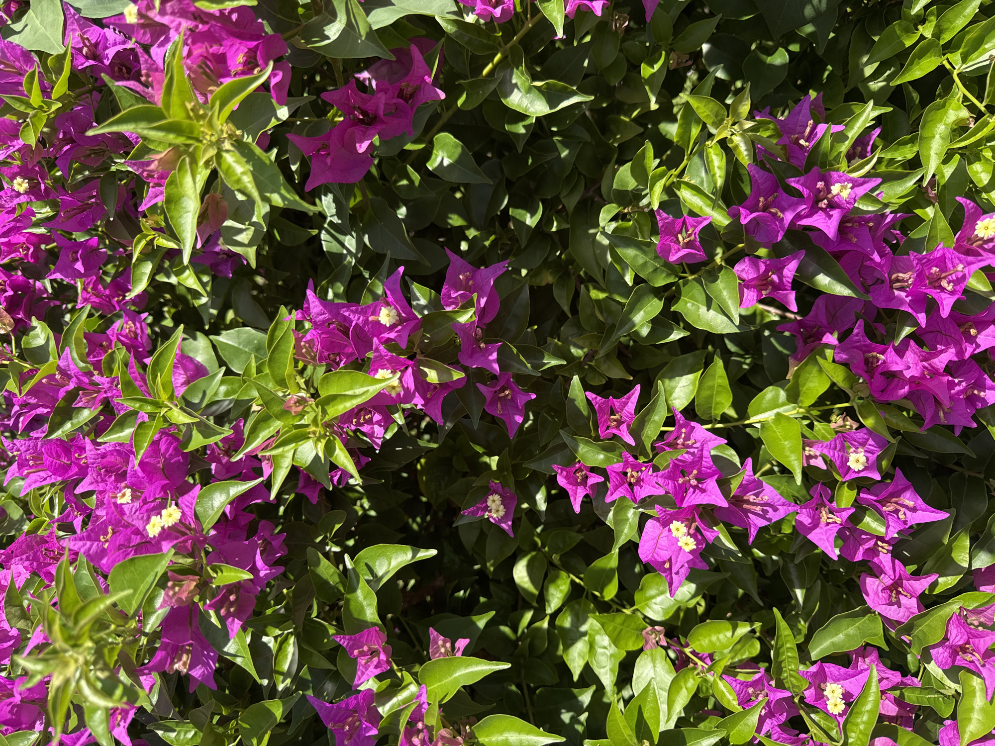 The image shows a close-up view of a bougainvillea bush in bright sunlight. The bush is densely covered with vibrant purple bracts and green leaves. The bracts are the prominent, triangular, petal-like structures surrounding the tiny white flowers within. The leaves are glossy and ovate in shape. The overall impression is one of abundant growth and vivid color. The location of the image is Kuta Selatan, Indonesia, based on the prompt.